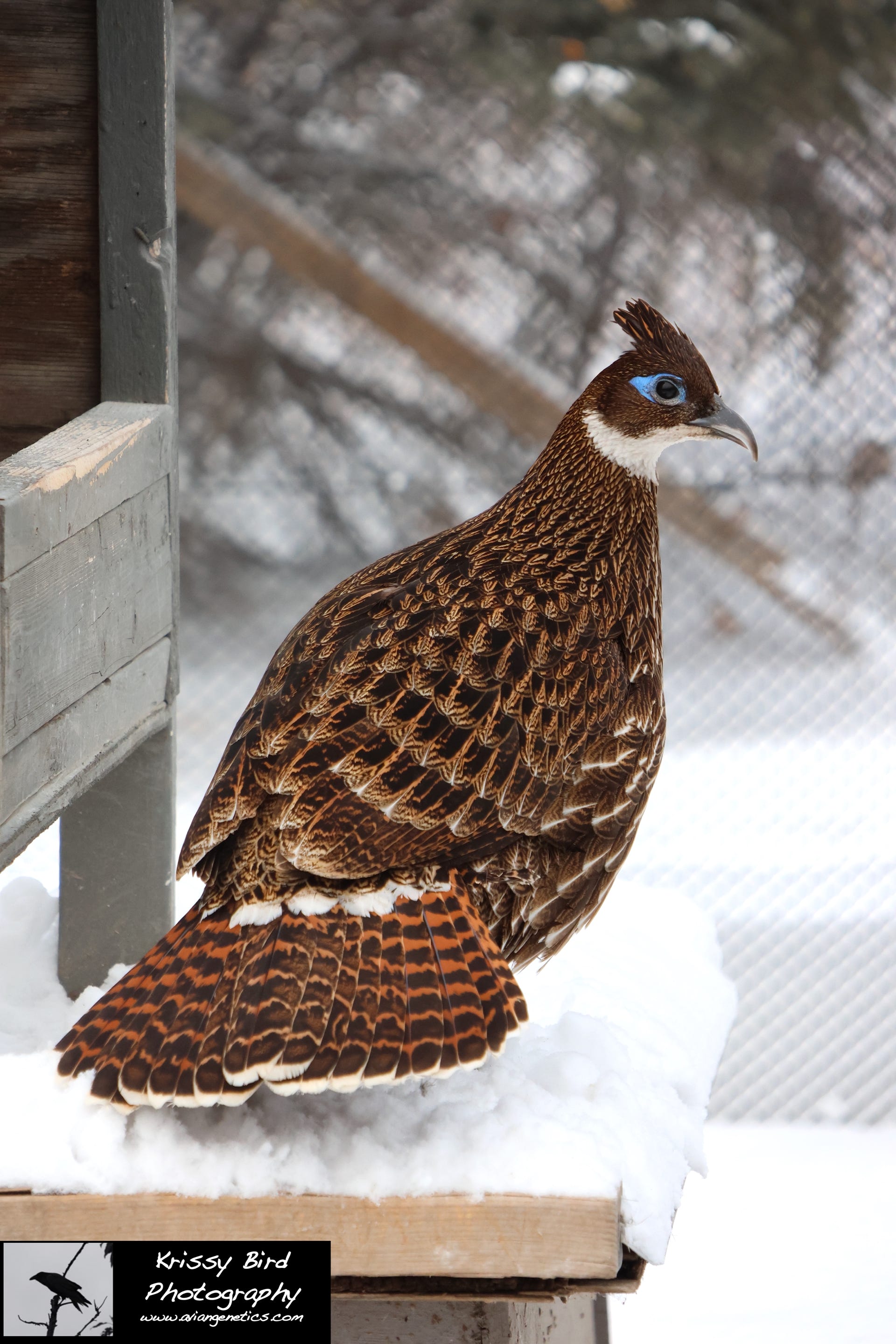 Pheasant Ridge - Impeyan Pheasant Female