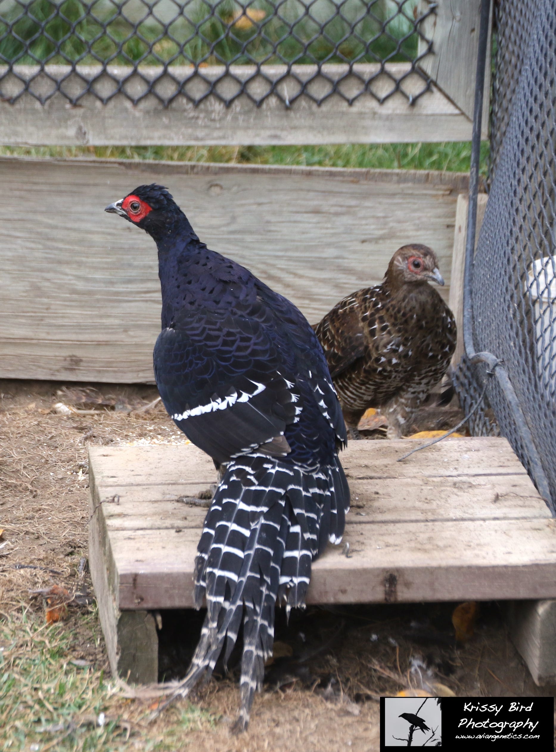 Pheasant Ridge - Mikado Pheasant Pair