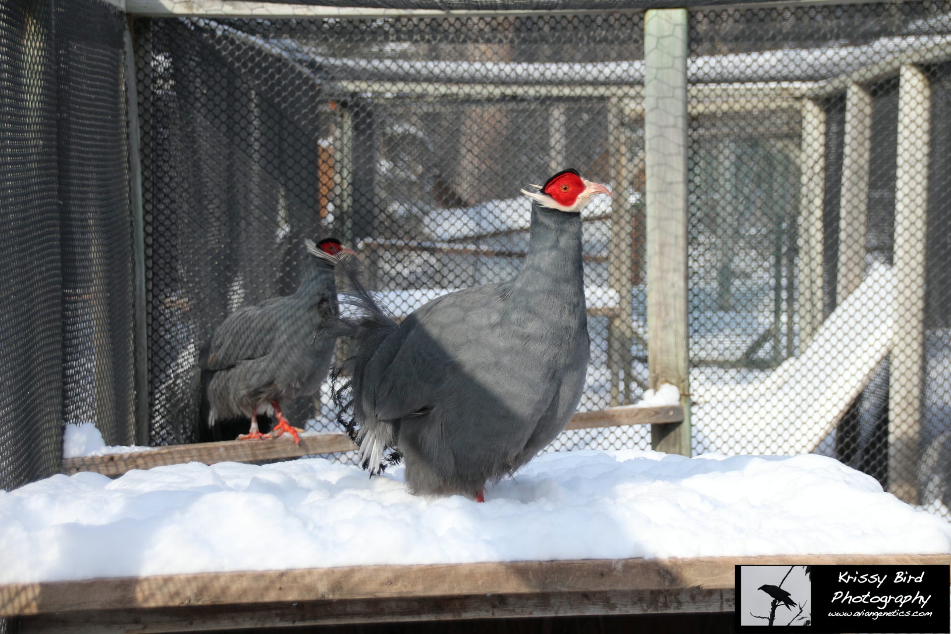 Pheasant Ridge - Blue Eared Pheasant Pair