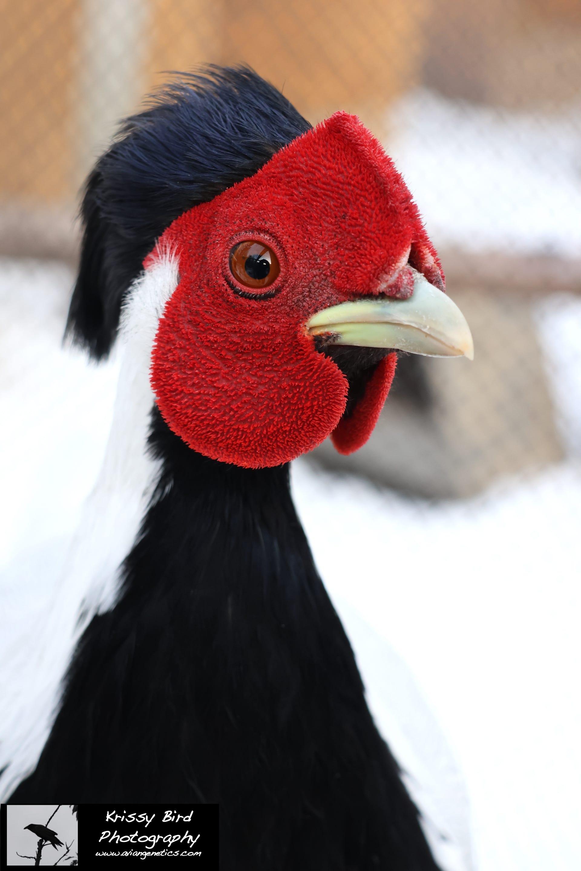 Pheasant Ridge - Silver Pheasant Male