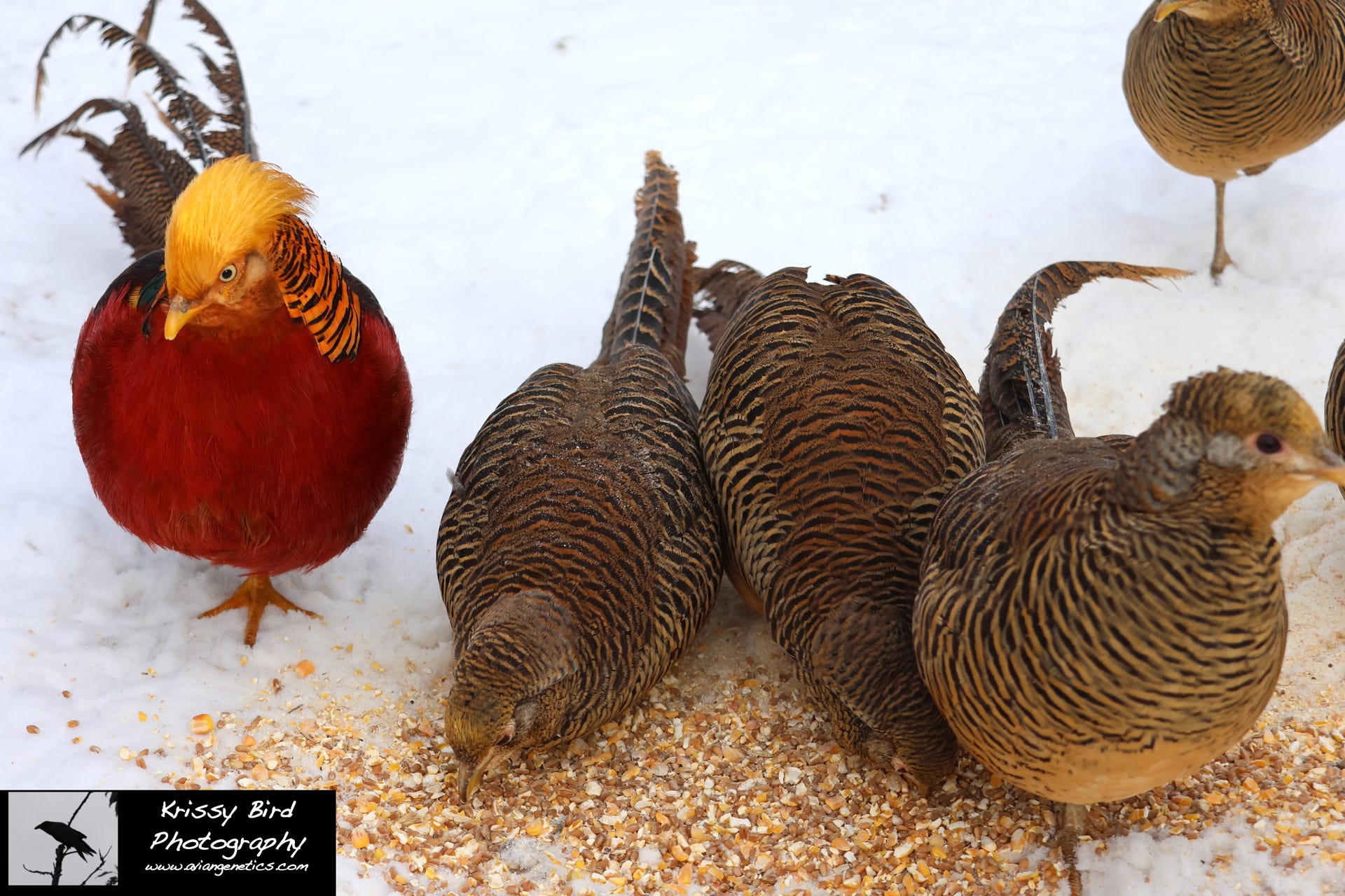 Pheasant Ridge - Red Golden Pheasants