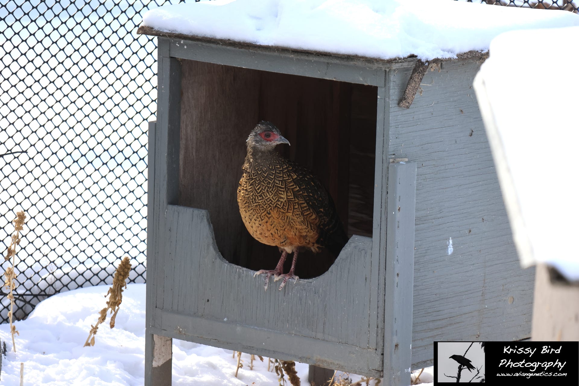 Pheasant Ridge - Swinhoe Pheasant Female