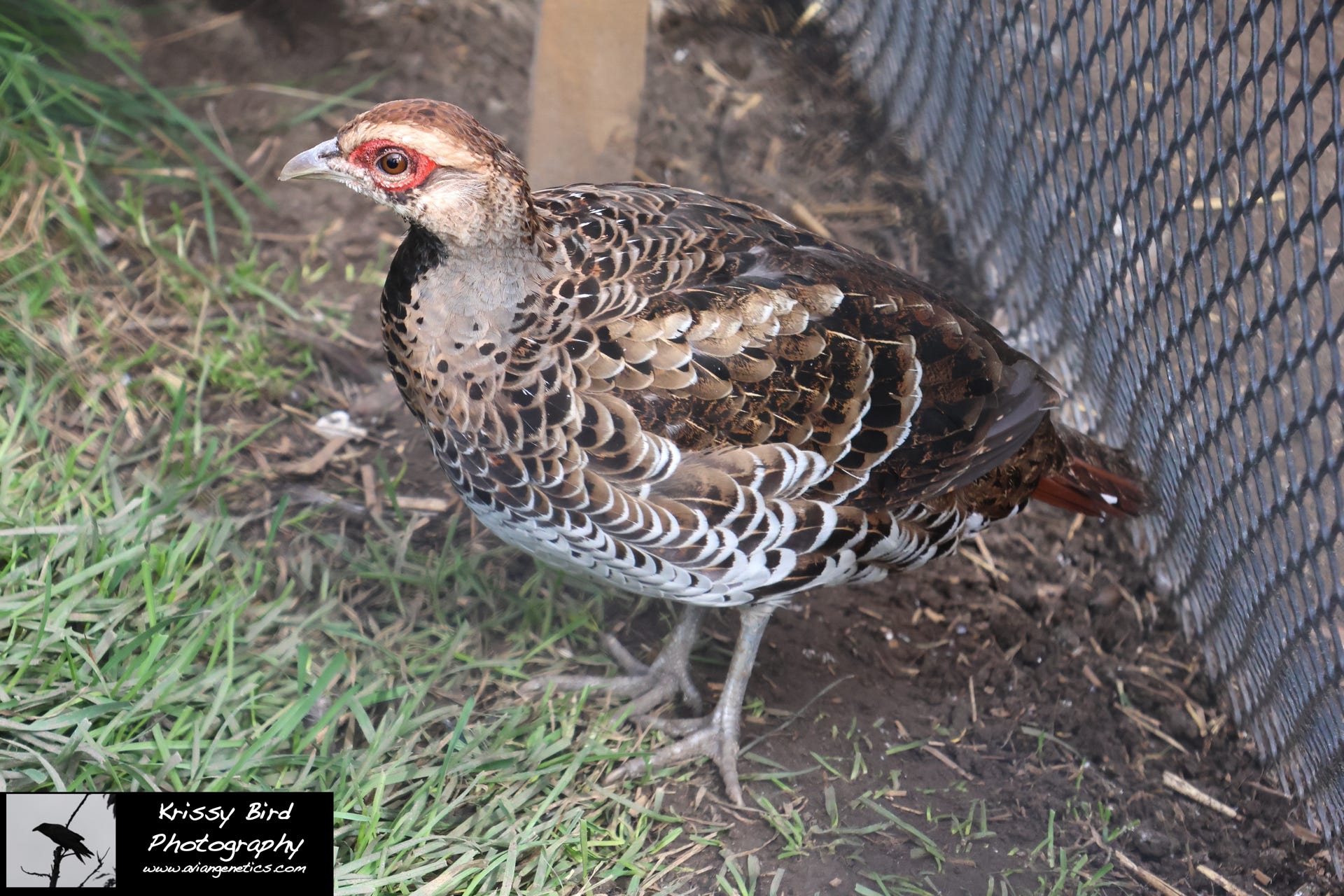 Pheasant Ridge - Elliot Pheasant Female