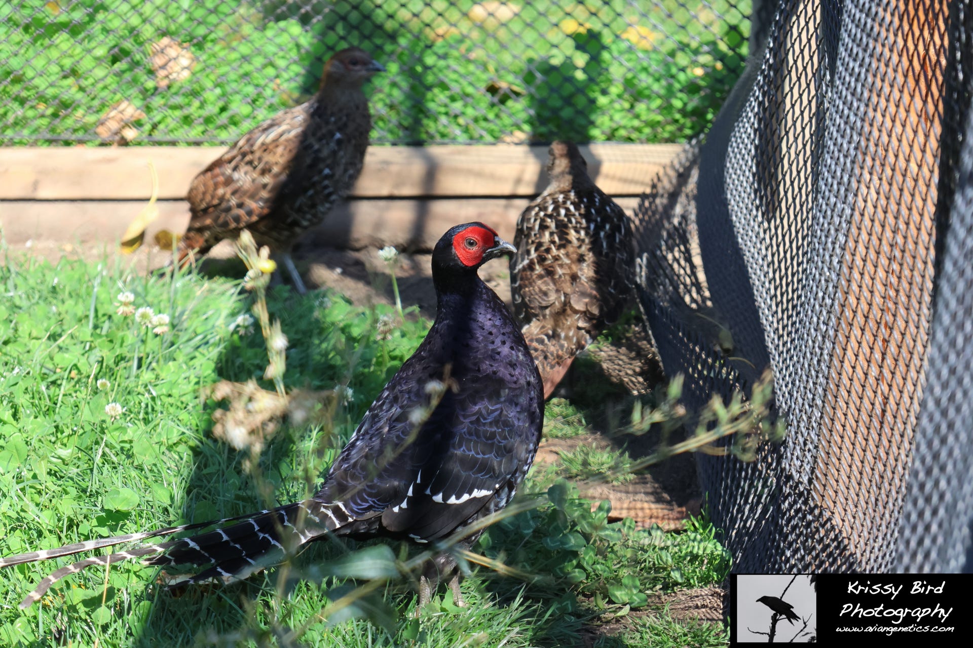 Pheasant Ridge - Mikado Pheasant Trio