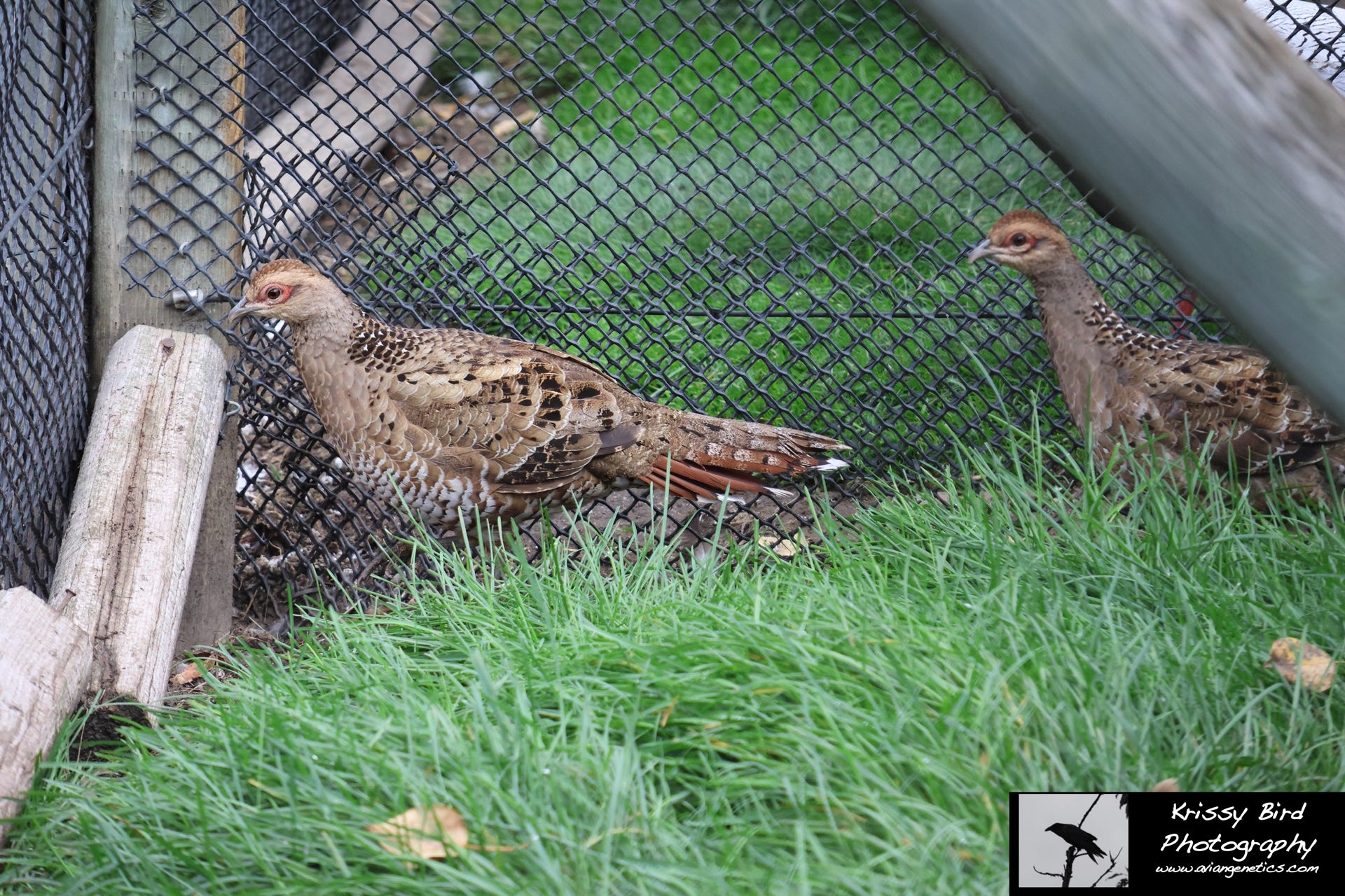 Pheasant Ridge Humes Pheasant Female