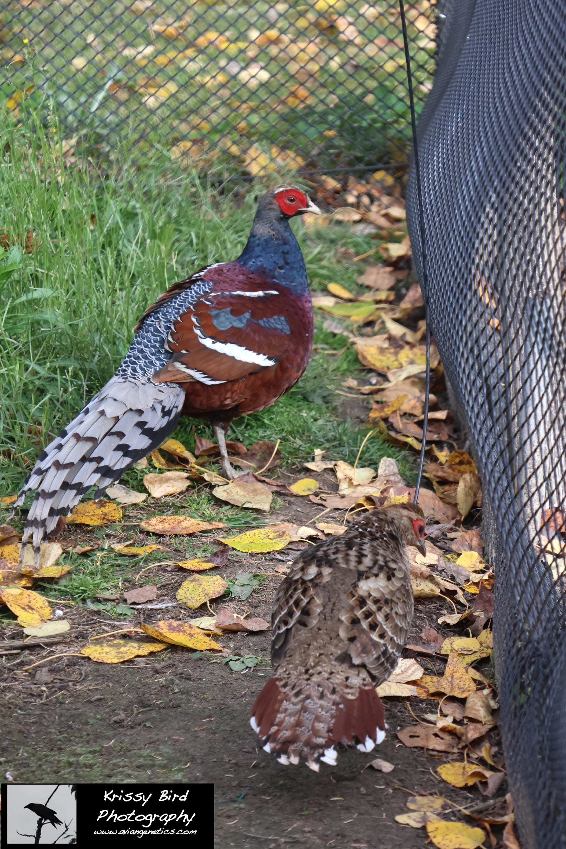 Pheasant Ridge - Humes Pheasant Pair