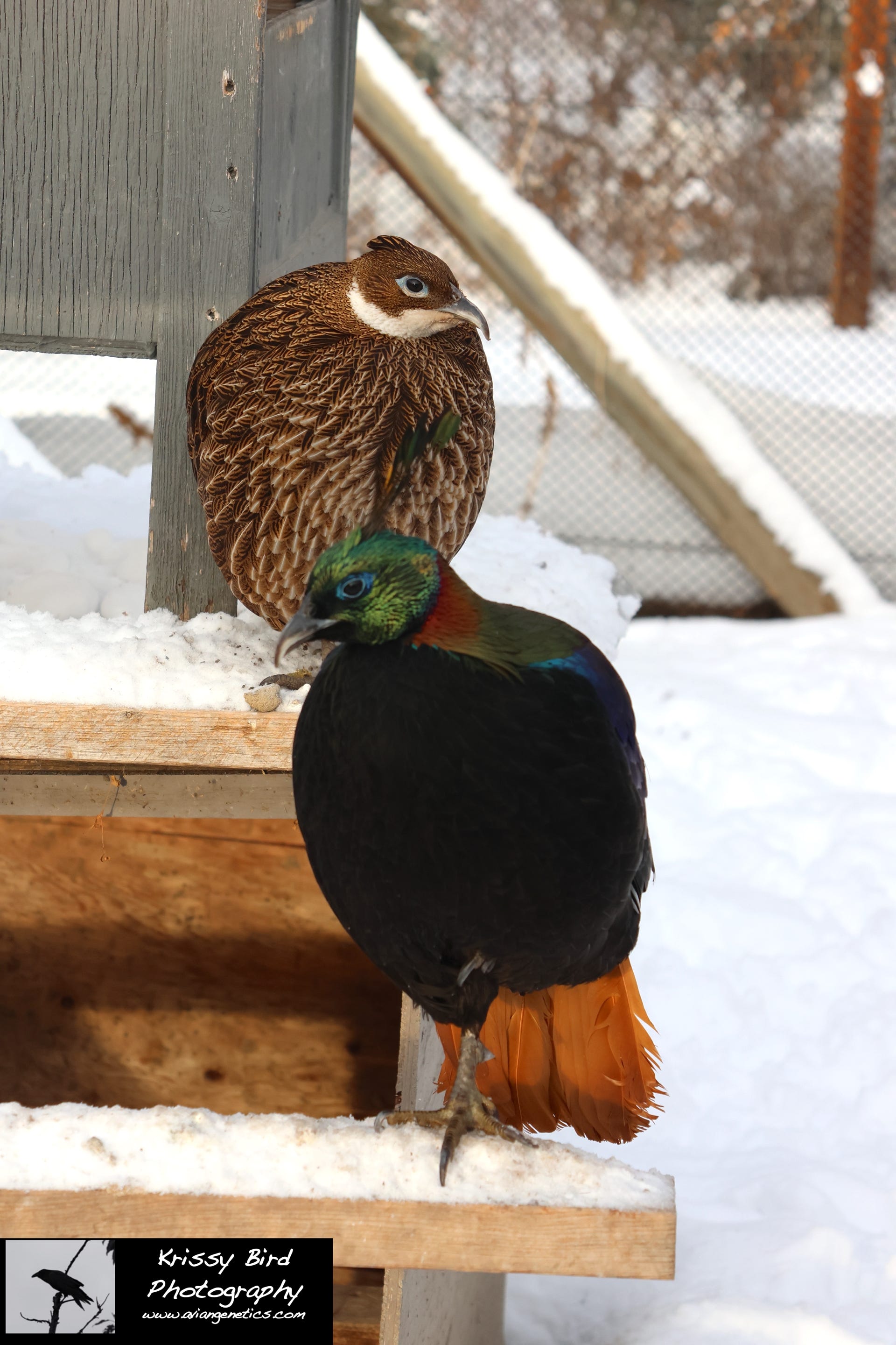 Pheasant Ridge - Impeyan Pheasant Pair