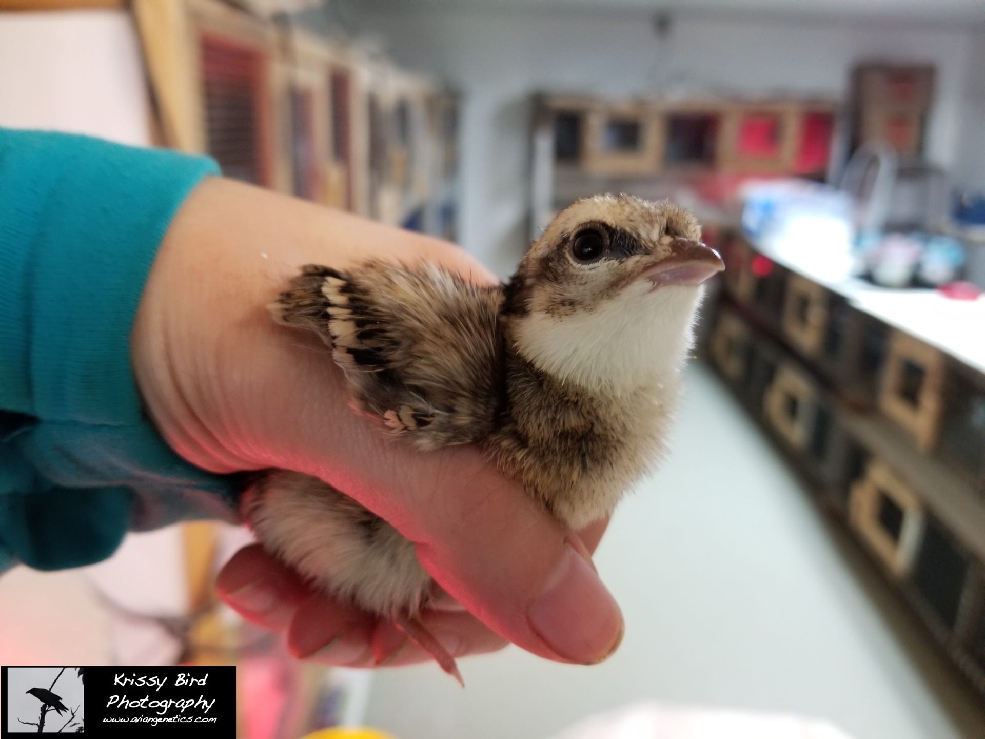 Pheasant Ridge - Koklass Chick
