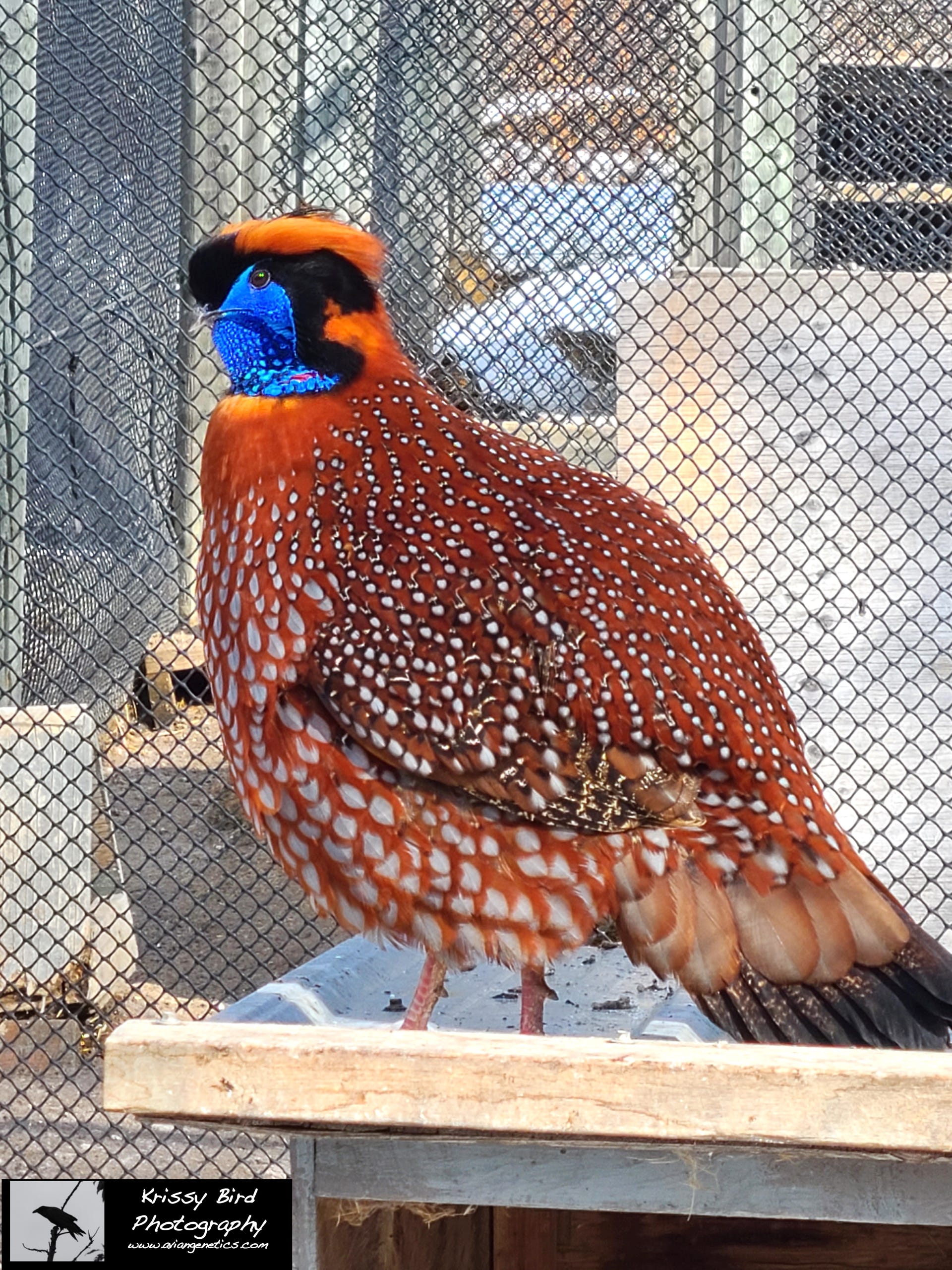 Pheasant Ridge - Temminck's Tragopan Pheasant Male