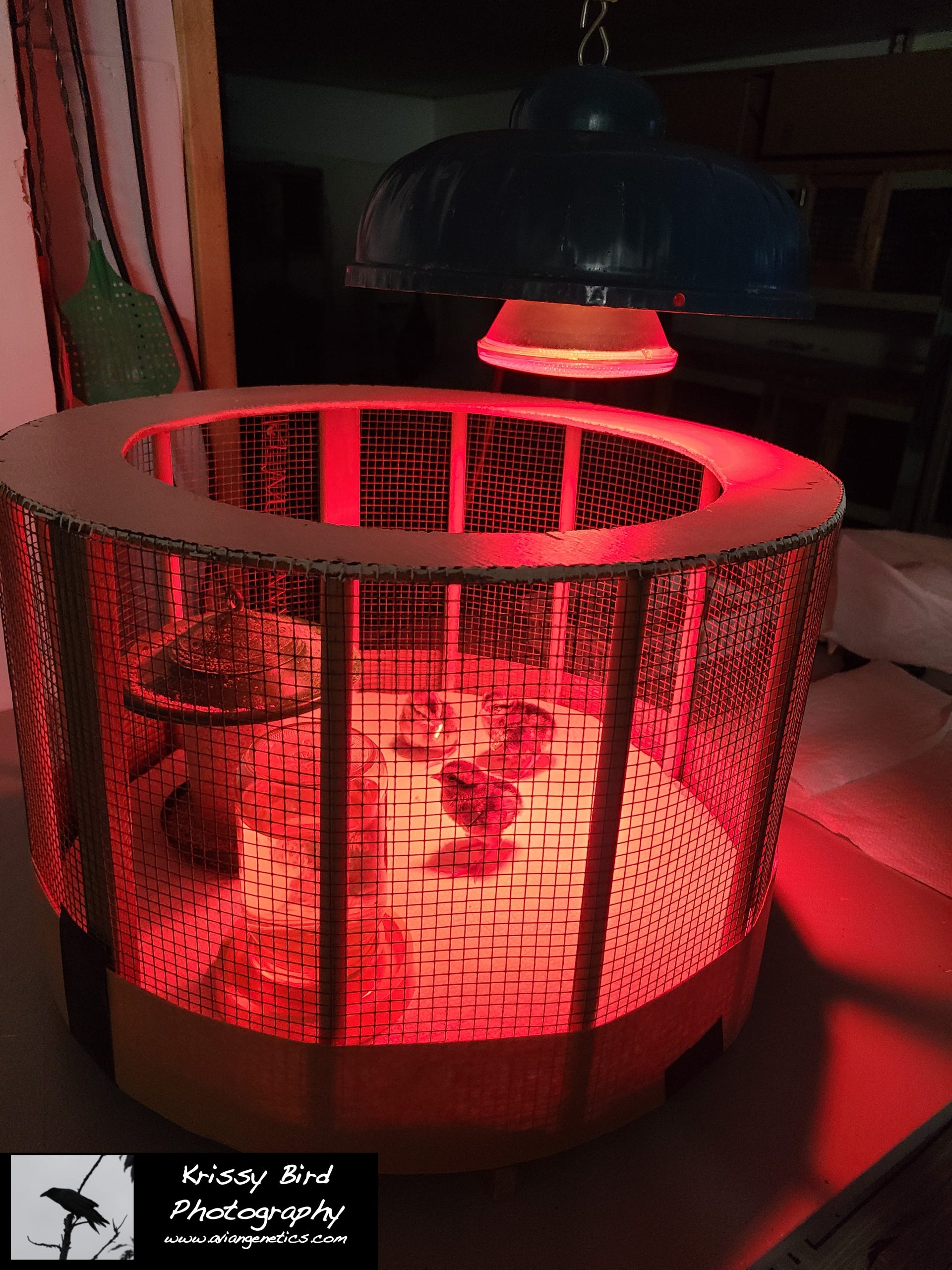 Pheasant Ridge baby pen
