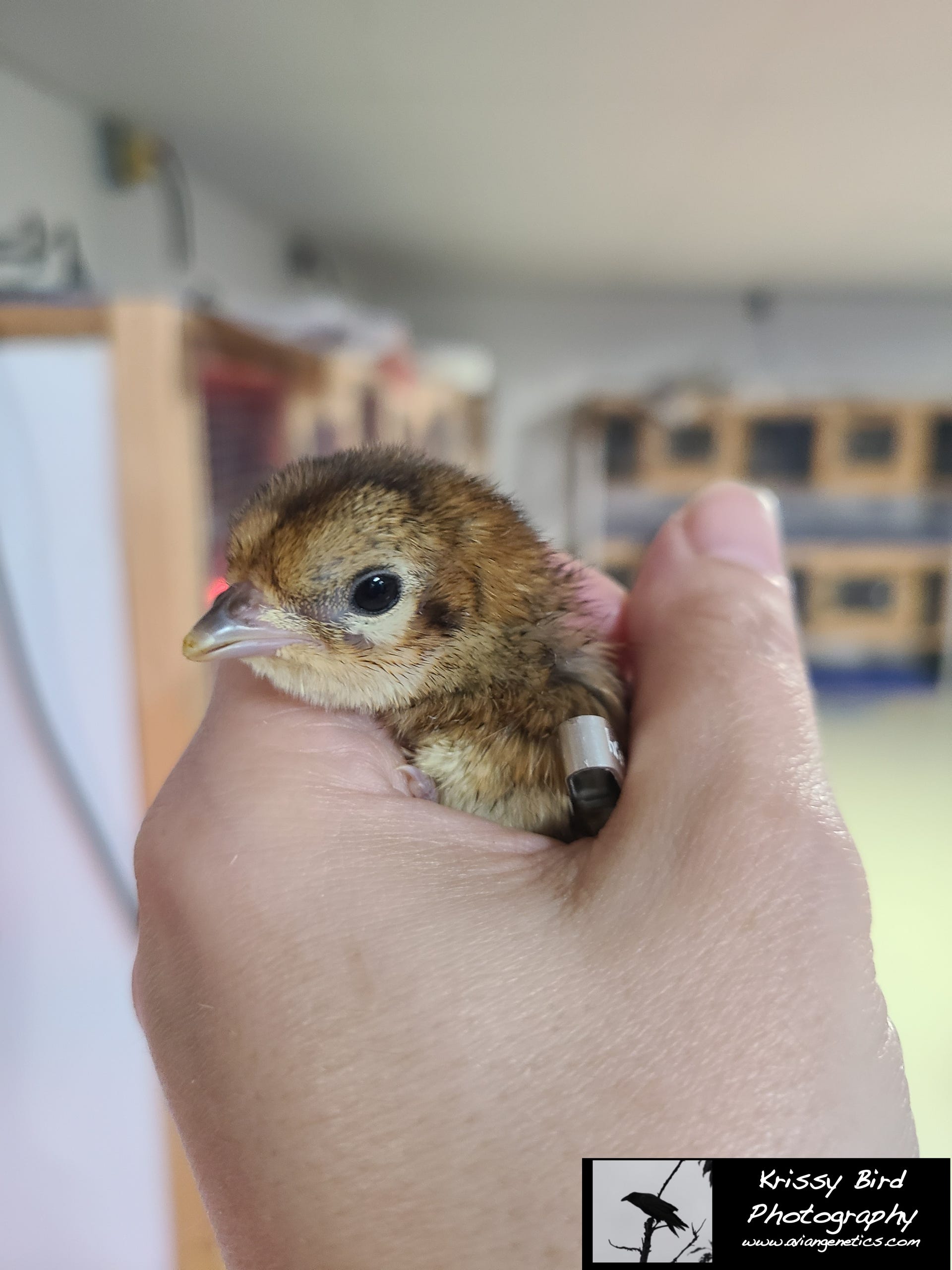 Pheasant Ridge - Amherst Pheasant Chick