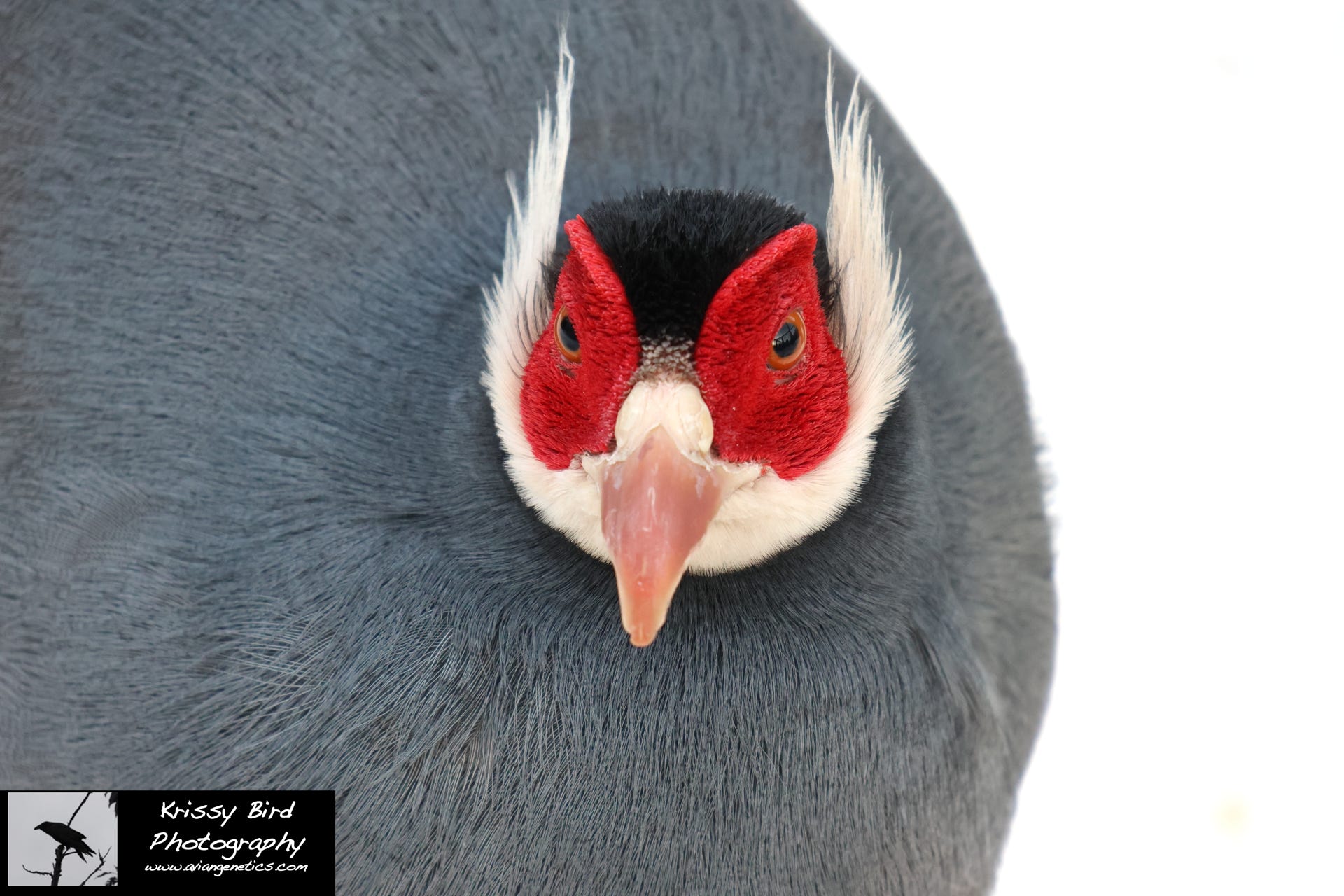 Pheasant Ridge Blue Eared Pheasant Male