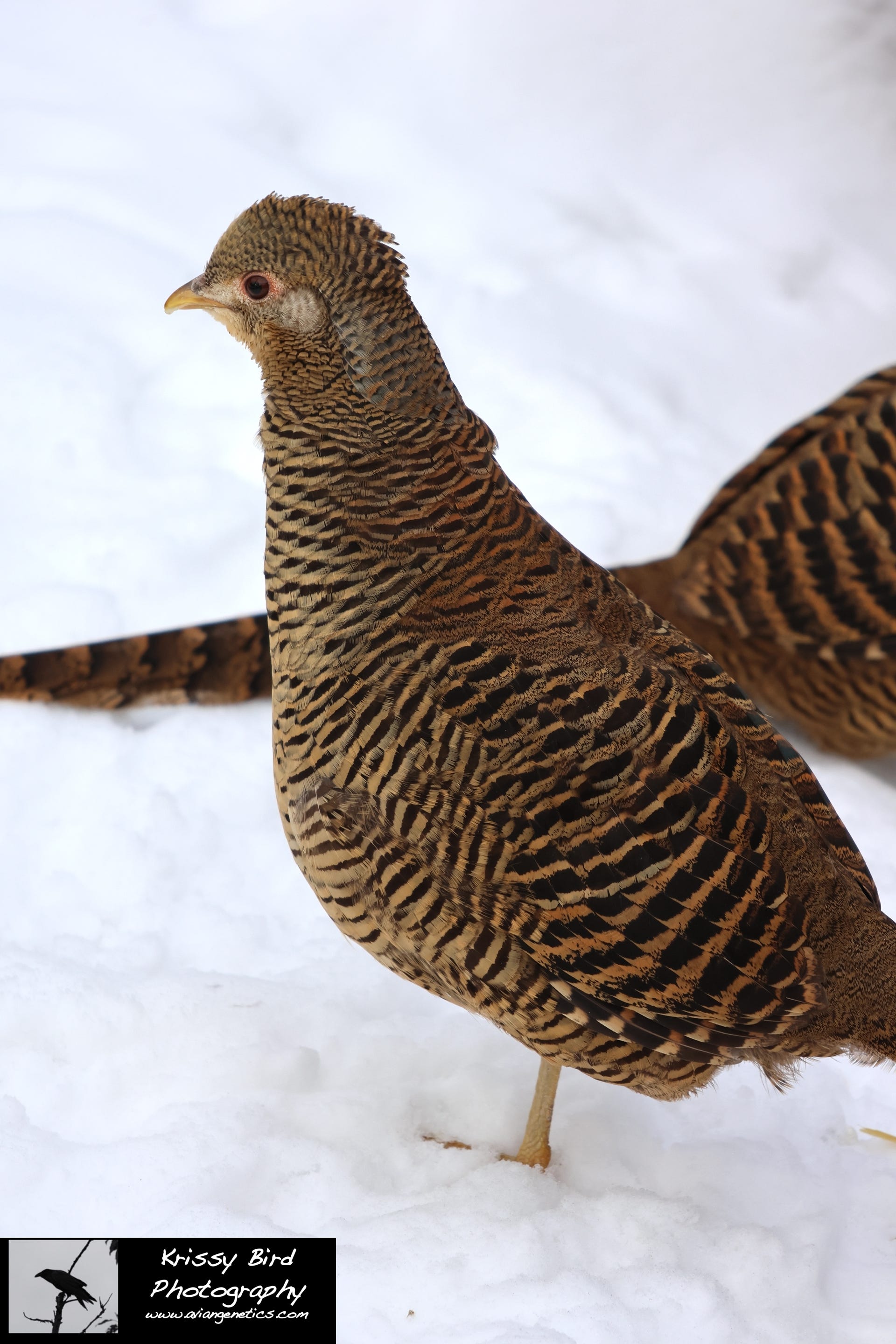 Pheasant Ridge - Red Golden Pheasant Female