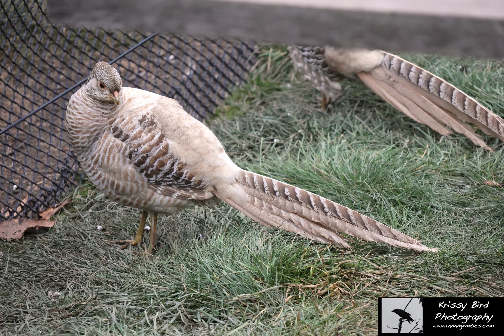 Pheasant Ridge - Yellow Golden Pheasant Female