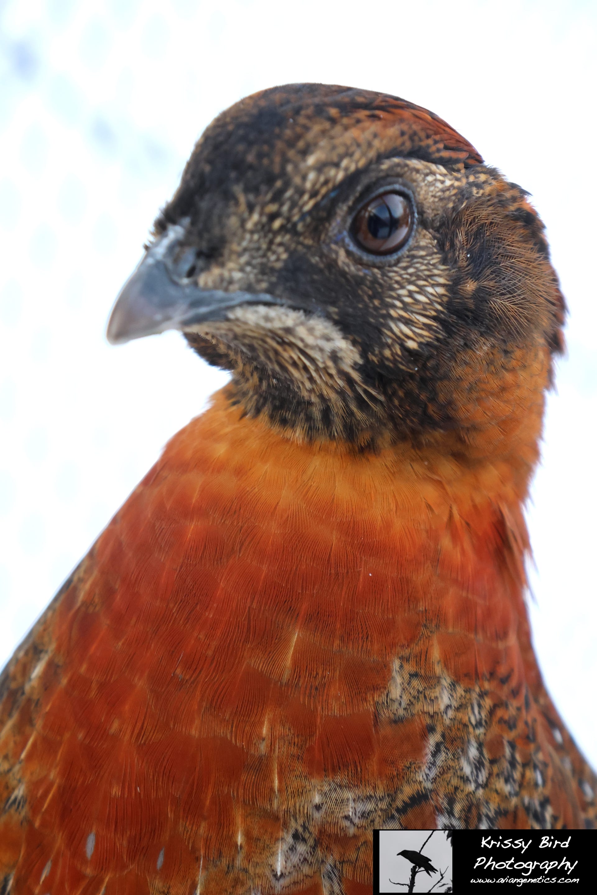 Pheasant Ridge - Young Temminck's Tragopan Pheasant Male