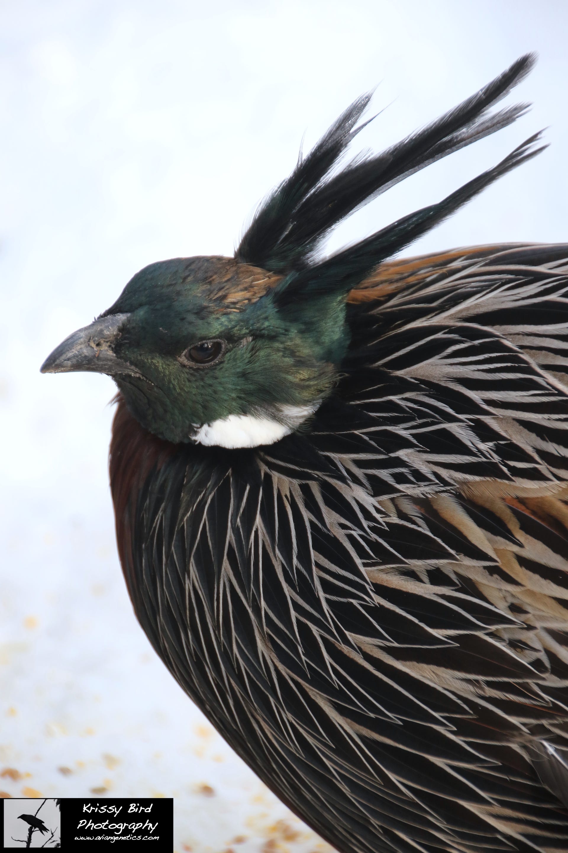 Pheasant Ridge - Koklass Male