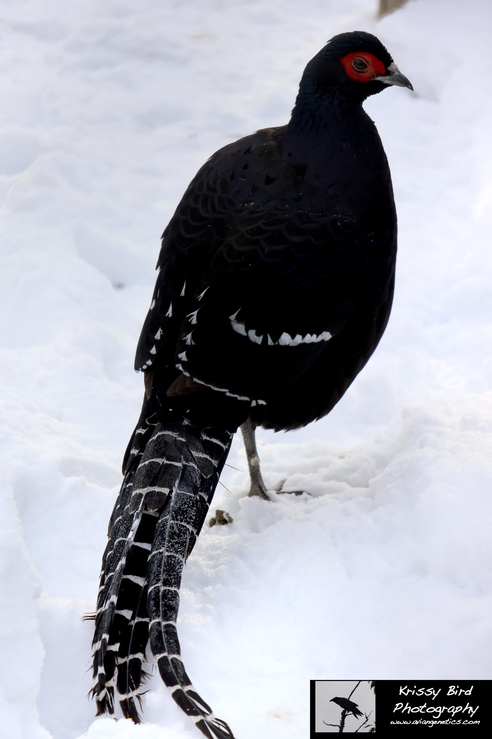 Pheasant Ridge - Mikado Pheasant Male