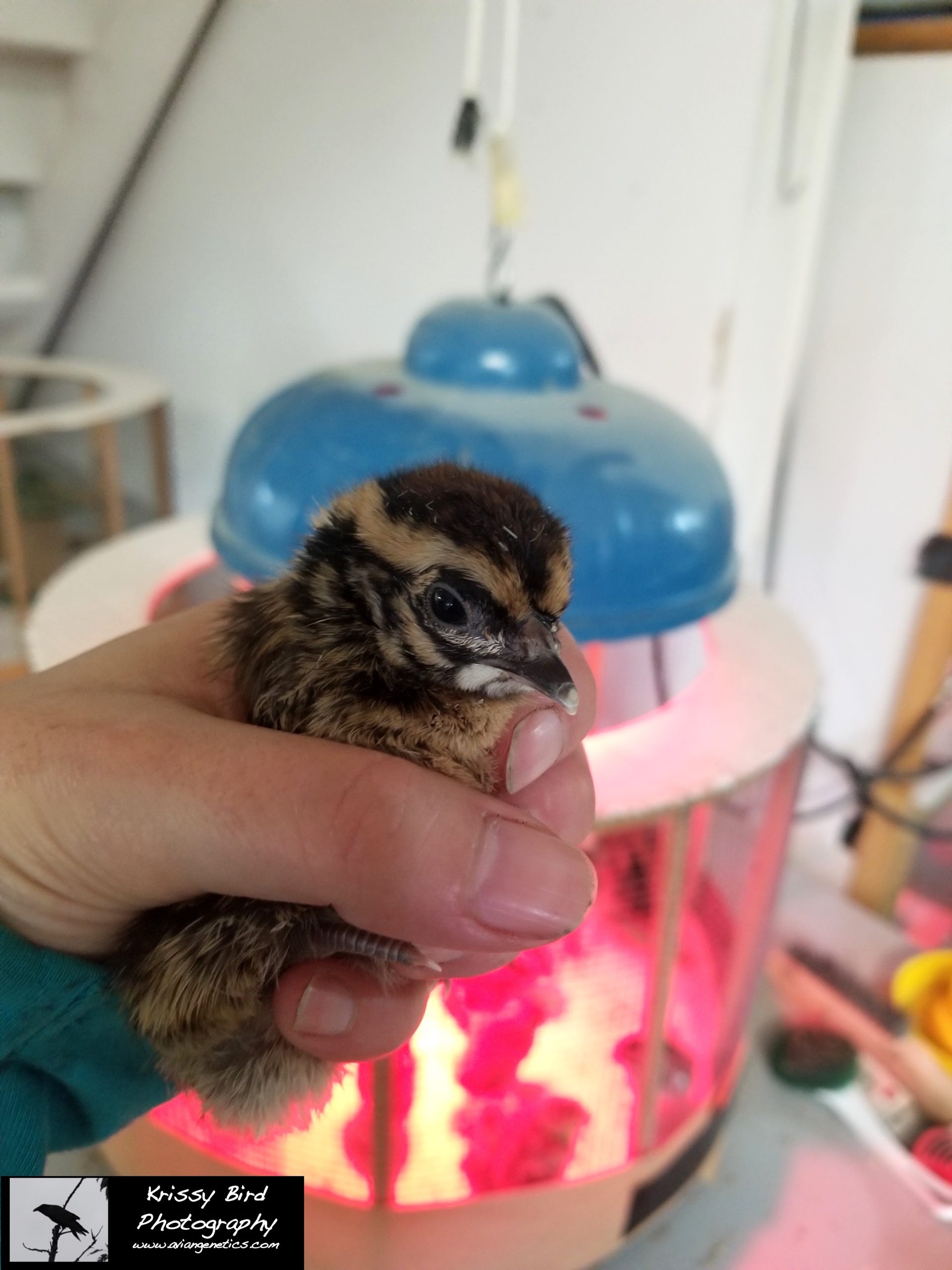 Pheasant Ridge - Impeyan Pheasant Chick