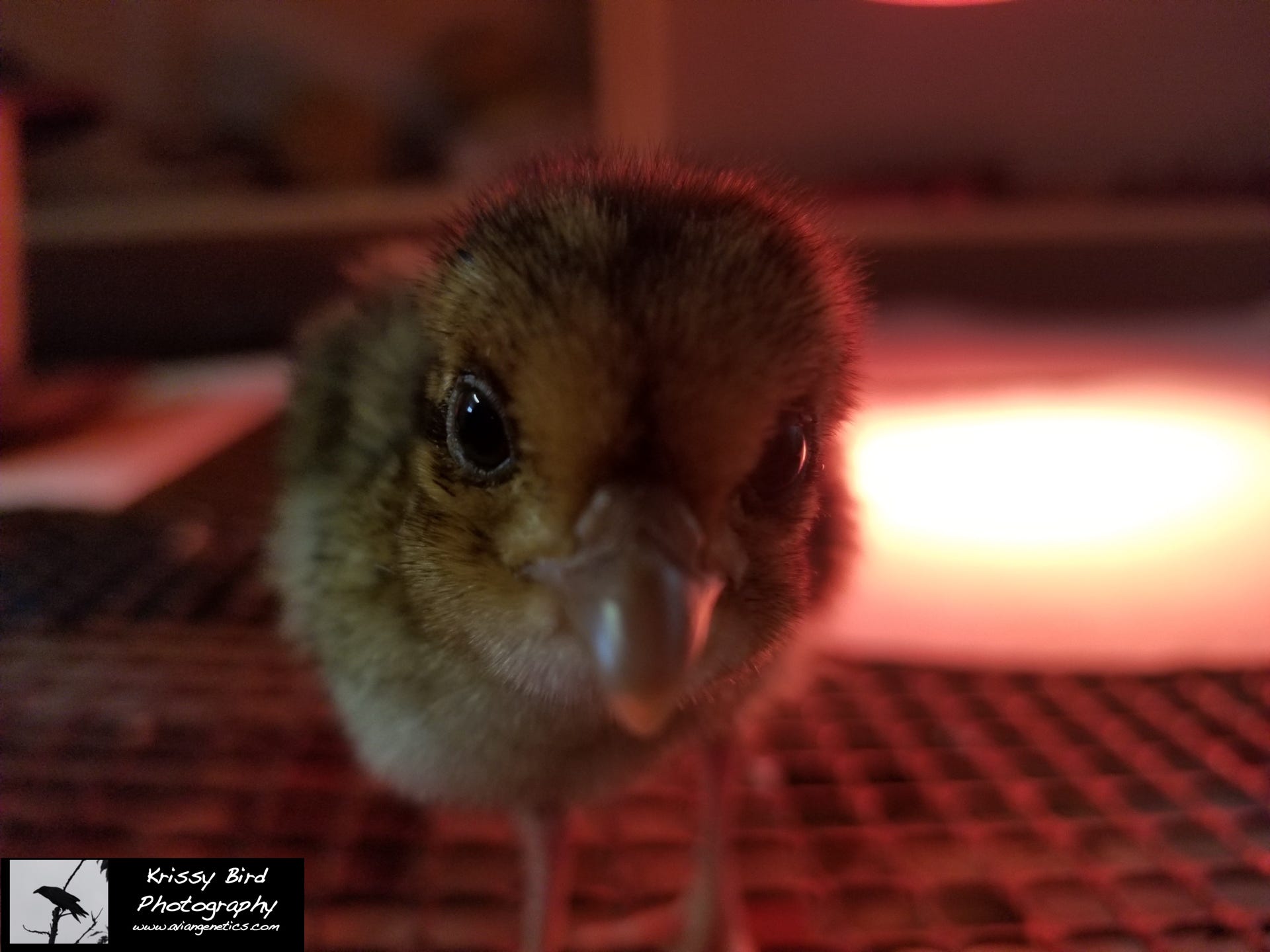 Pheasant Ridge - Brown Eared Pheasant Chick