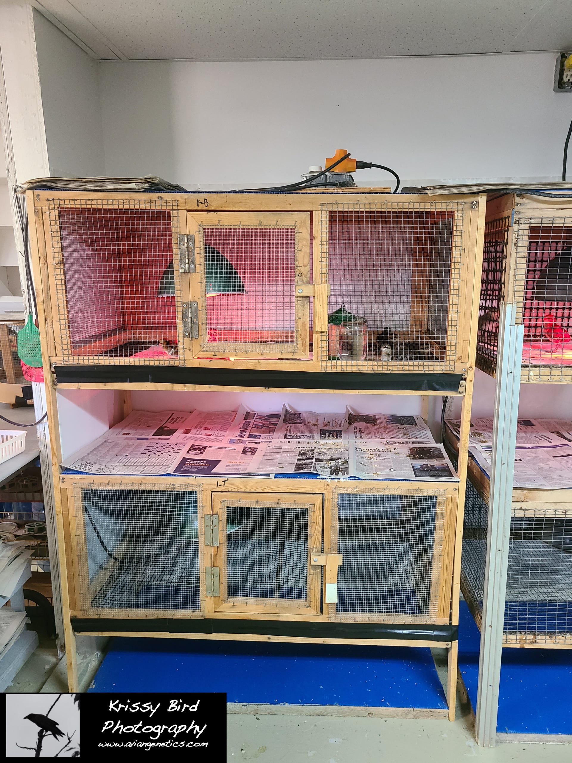 Pheasant Ridge Second Baby Pen