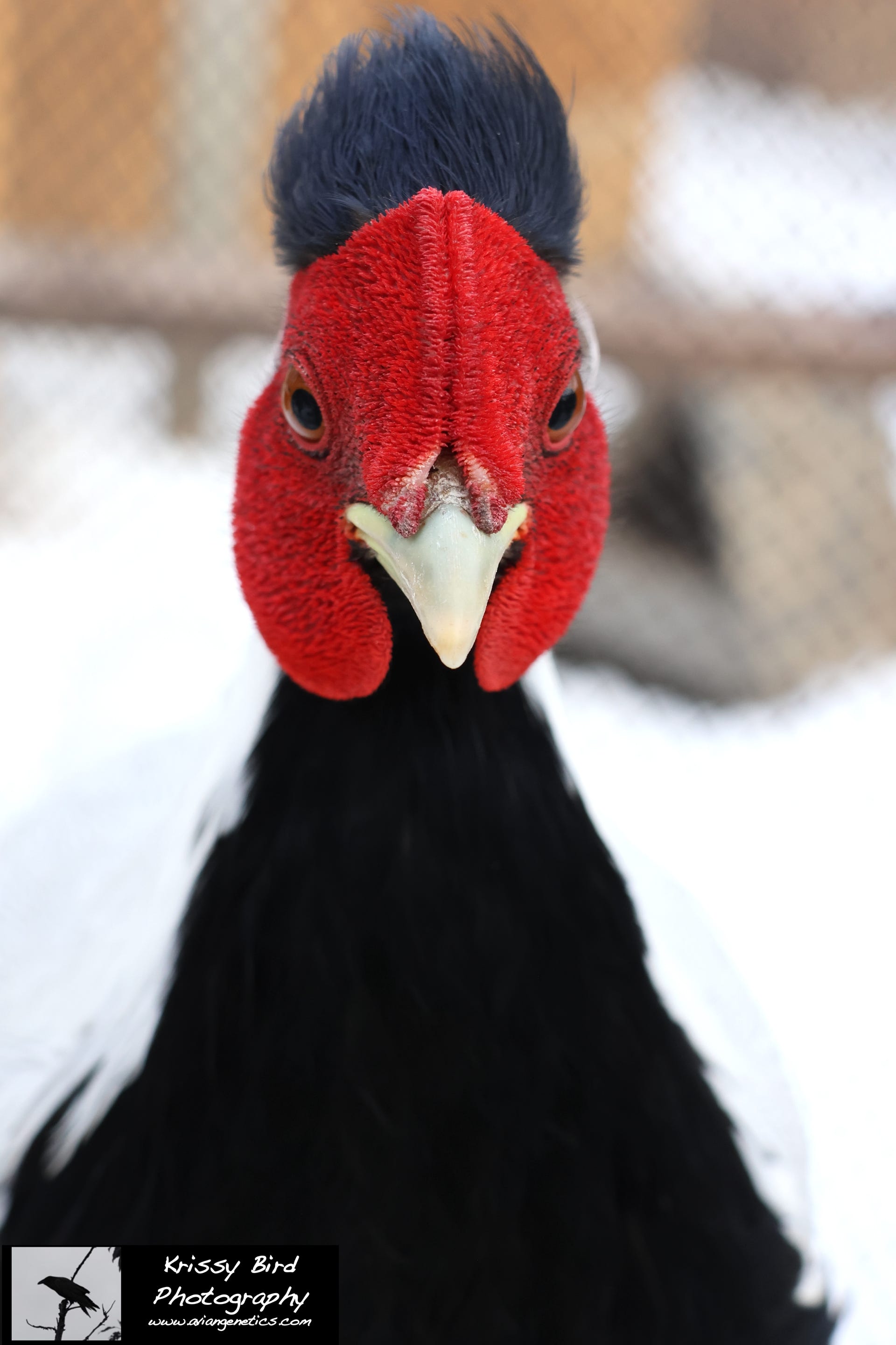 Pheasant Ridge - Silver Pheasant Male