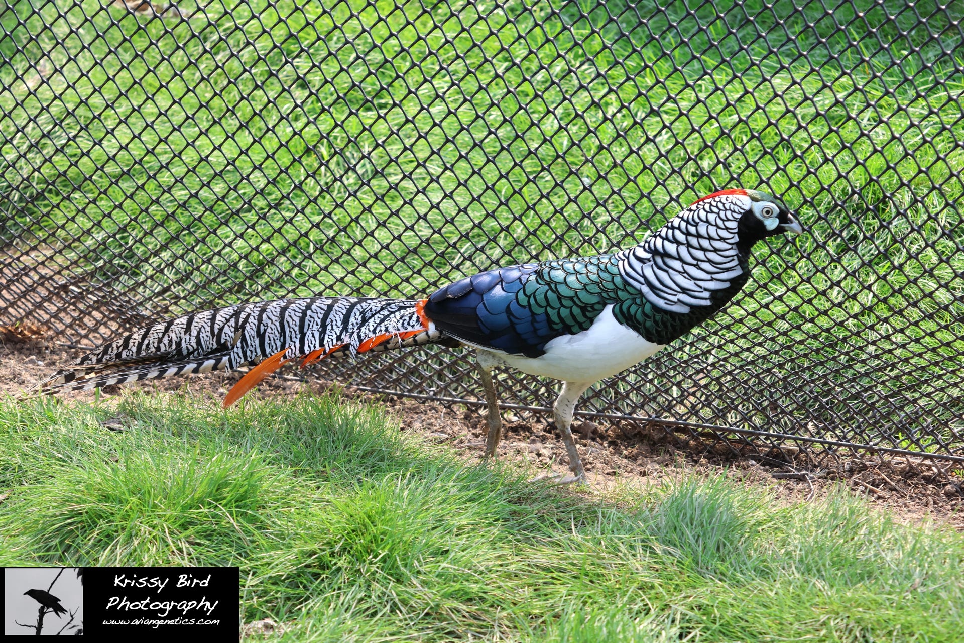 Pheasant Ridge - Amherst Pheasant Male