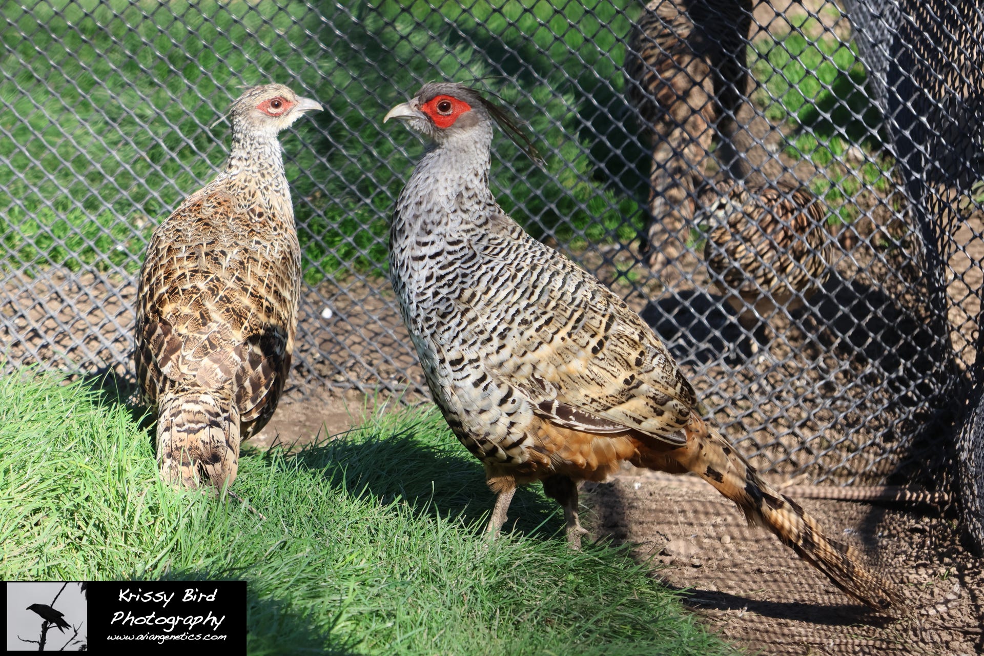 Pheasant Ridge - Cheer Pheasant Pair