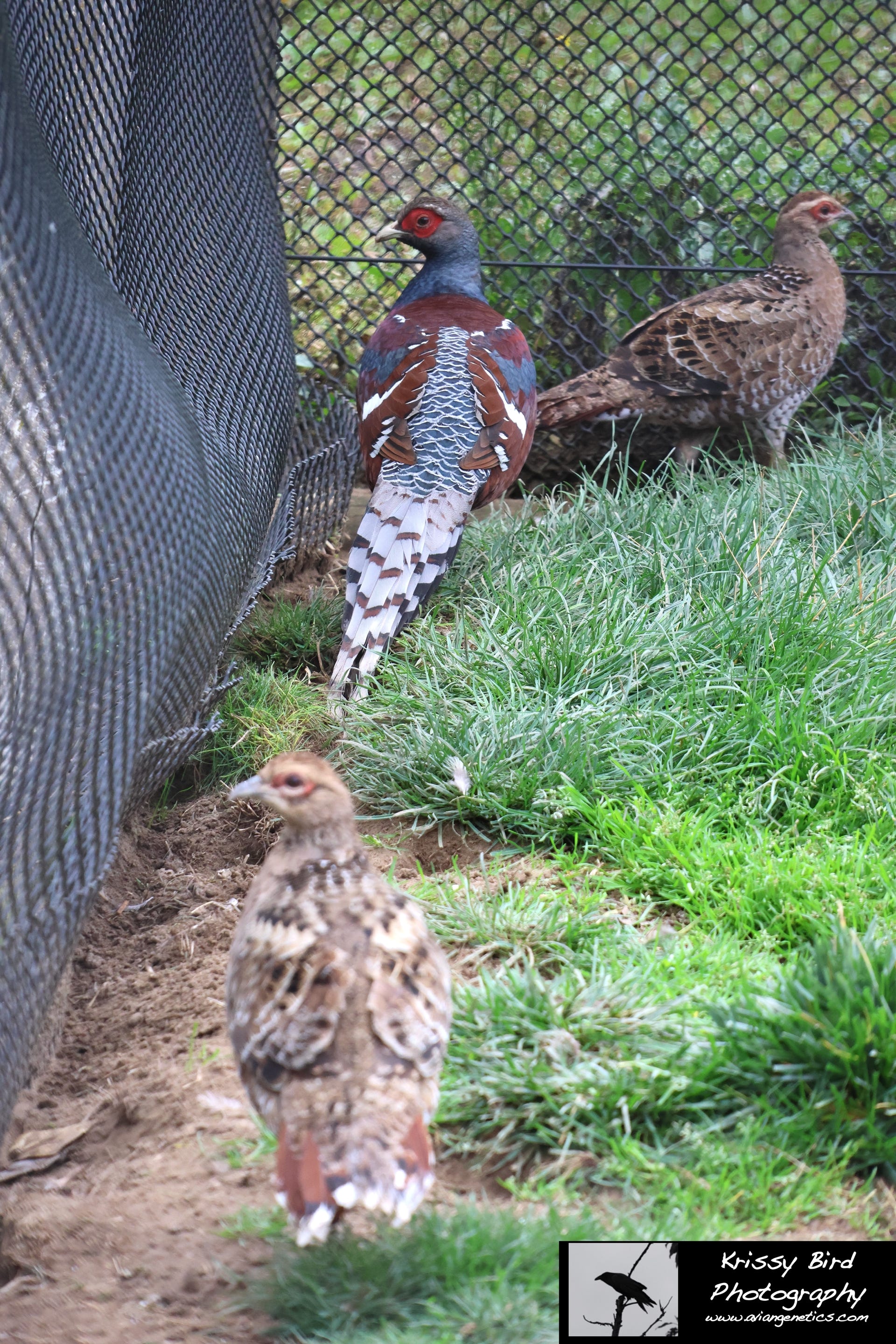 Pheasant Ridge - Humes Pheasant Trio