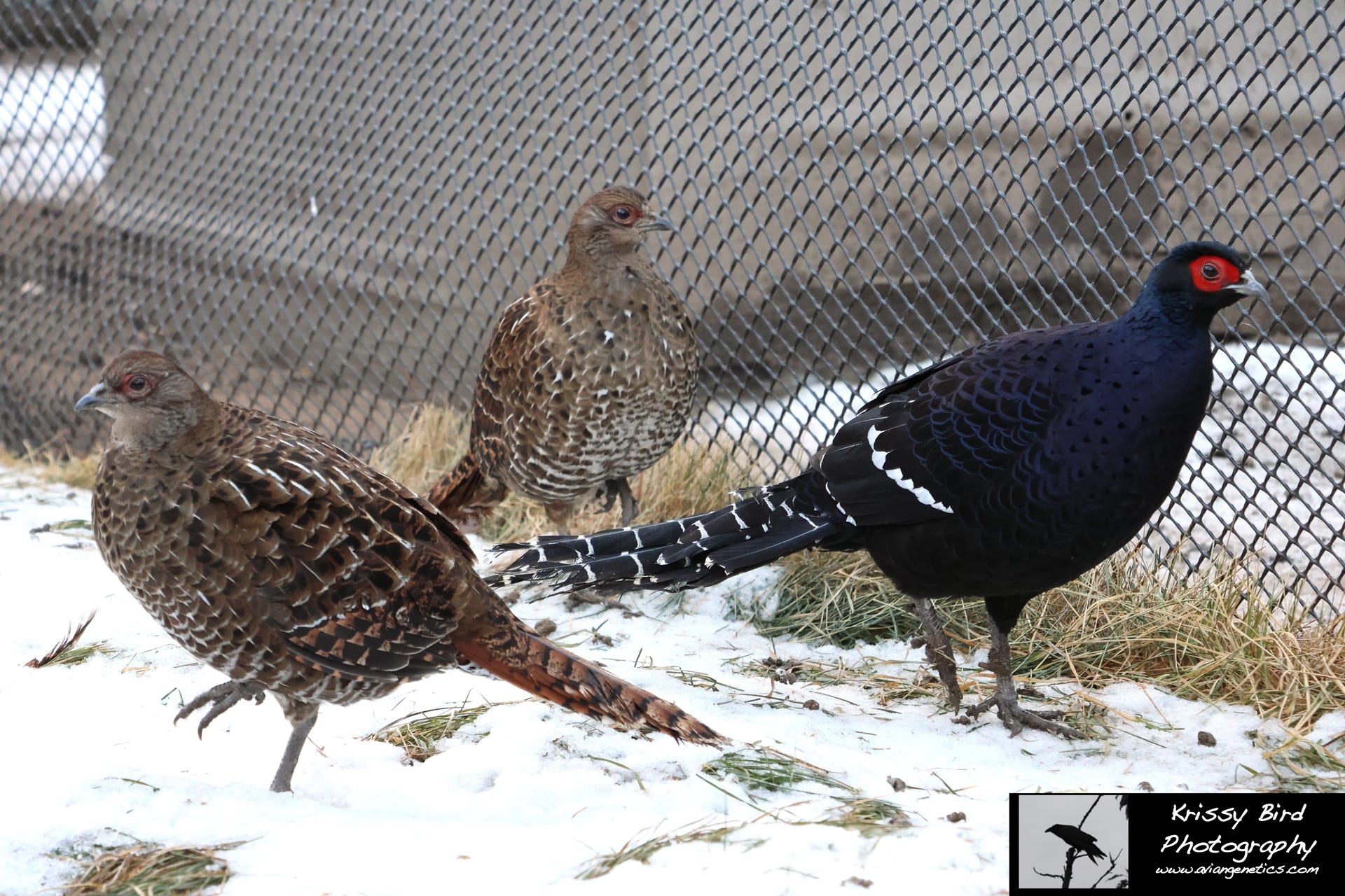 Pheasant Ridge - Mikado Pheasant Trio