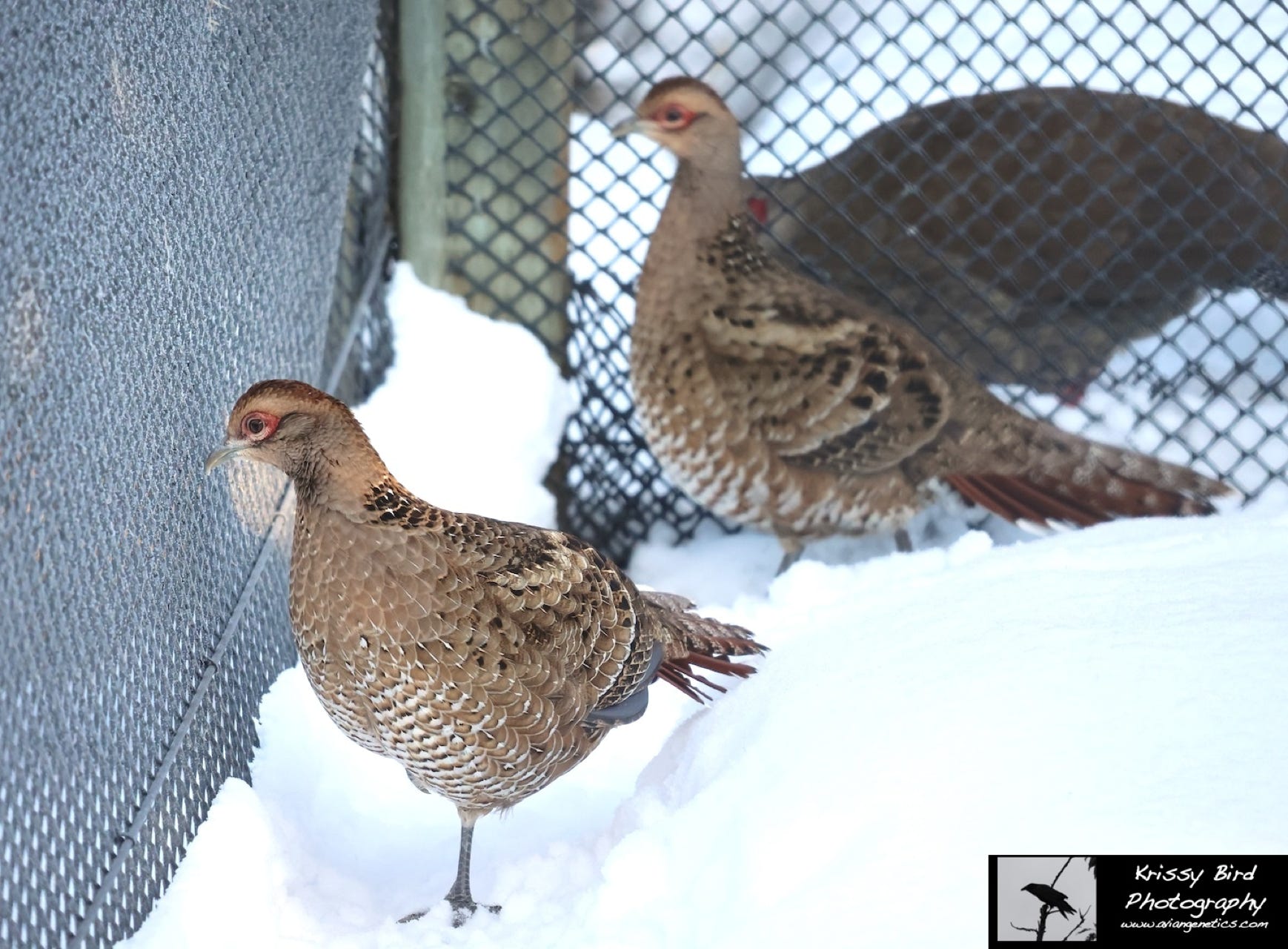 Pheasant Ridge - Humes Pheasant Female