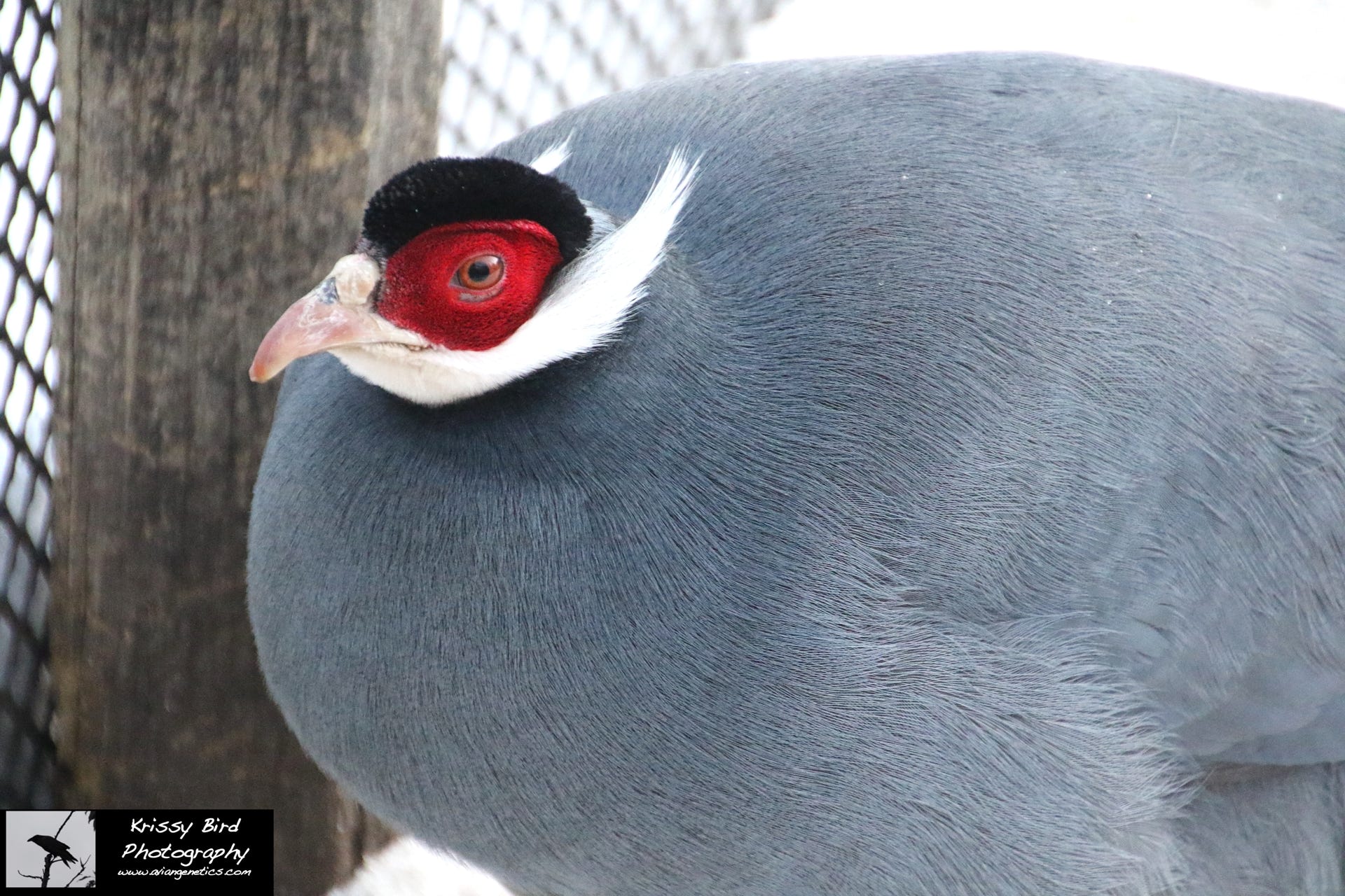 Pheasant Ridge - Blue Eared Pheasant Male