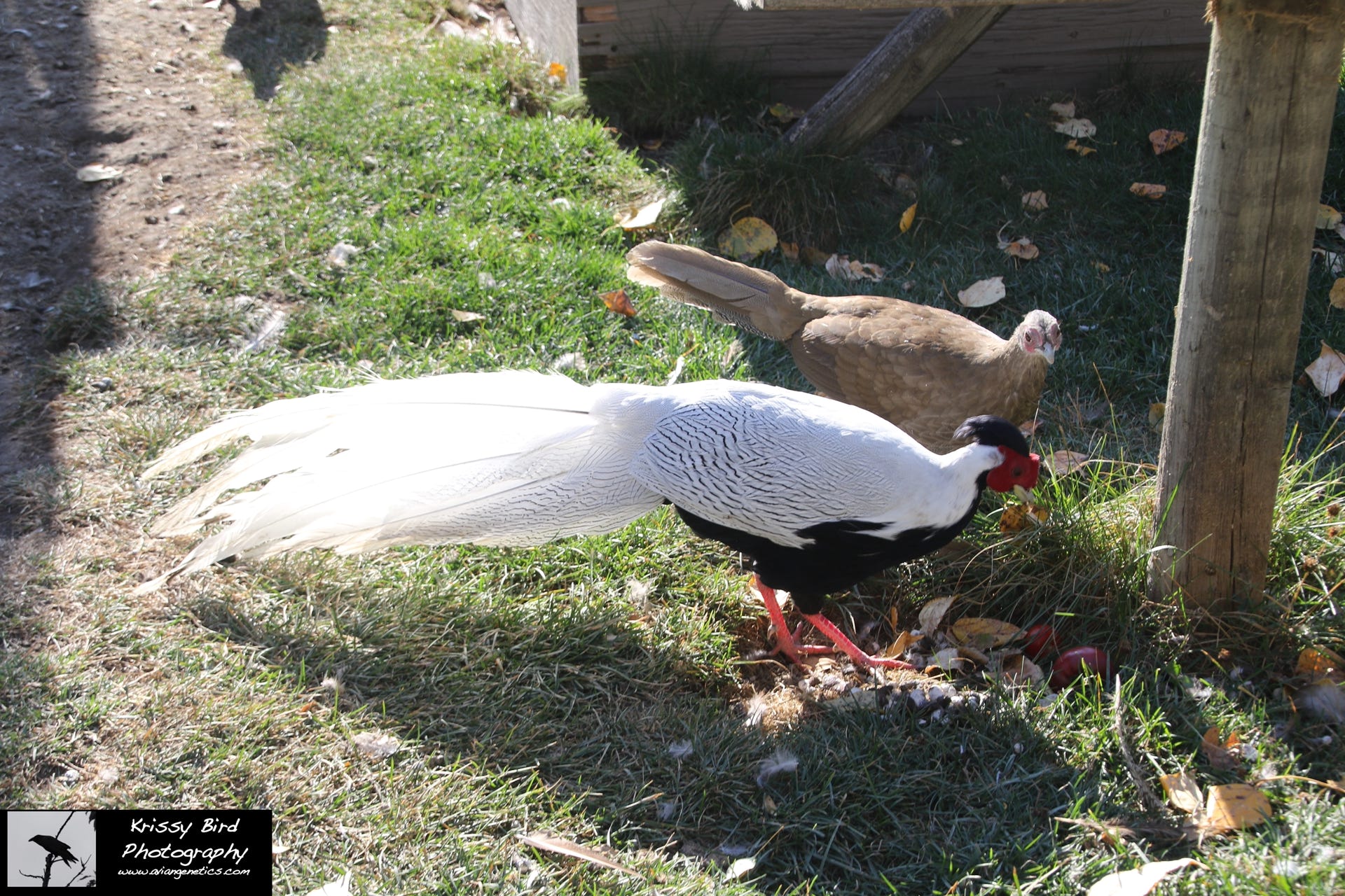Pheasant Ridge - Silver Pheasant Pair