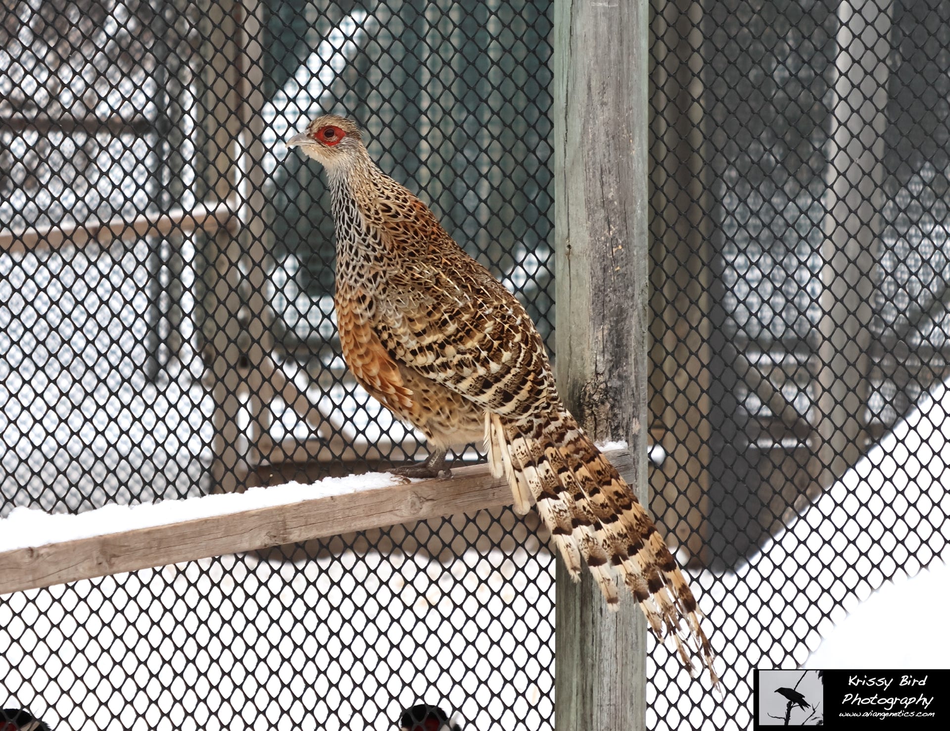 Pheasant Ridge - Cheer Pheasant Female