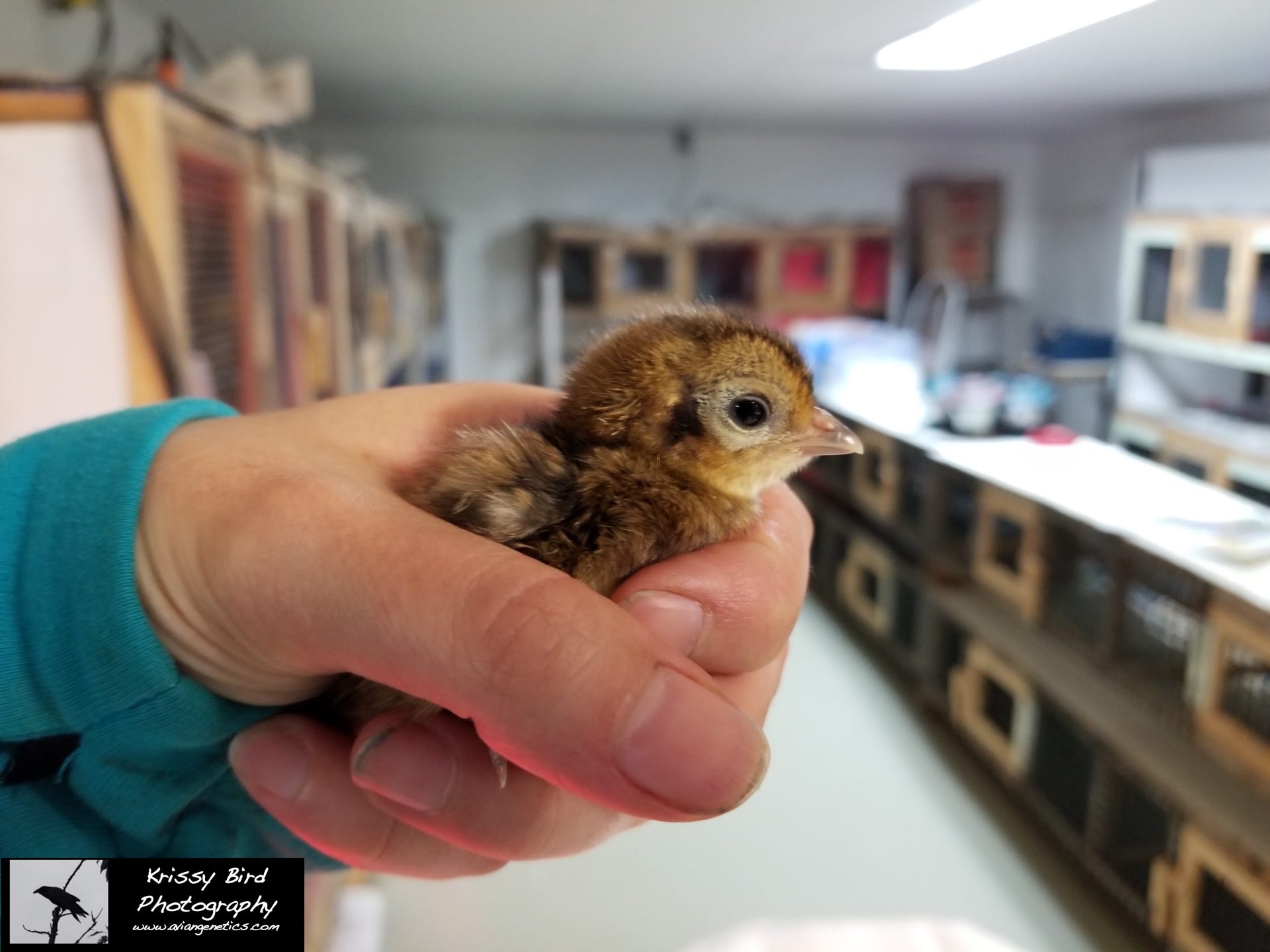 Pheasant Ridge - Amherst Pheasant Chick