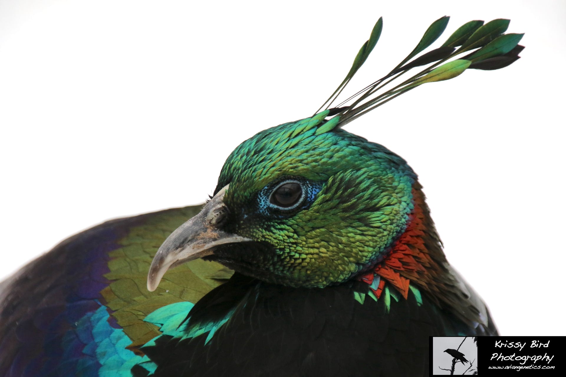 Pheasant Ridge Impeyan Pheasant Male