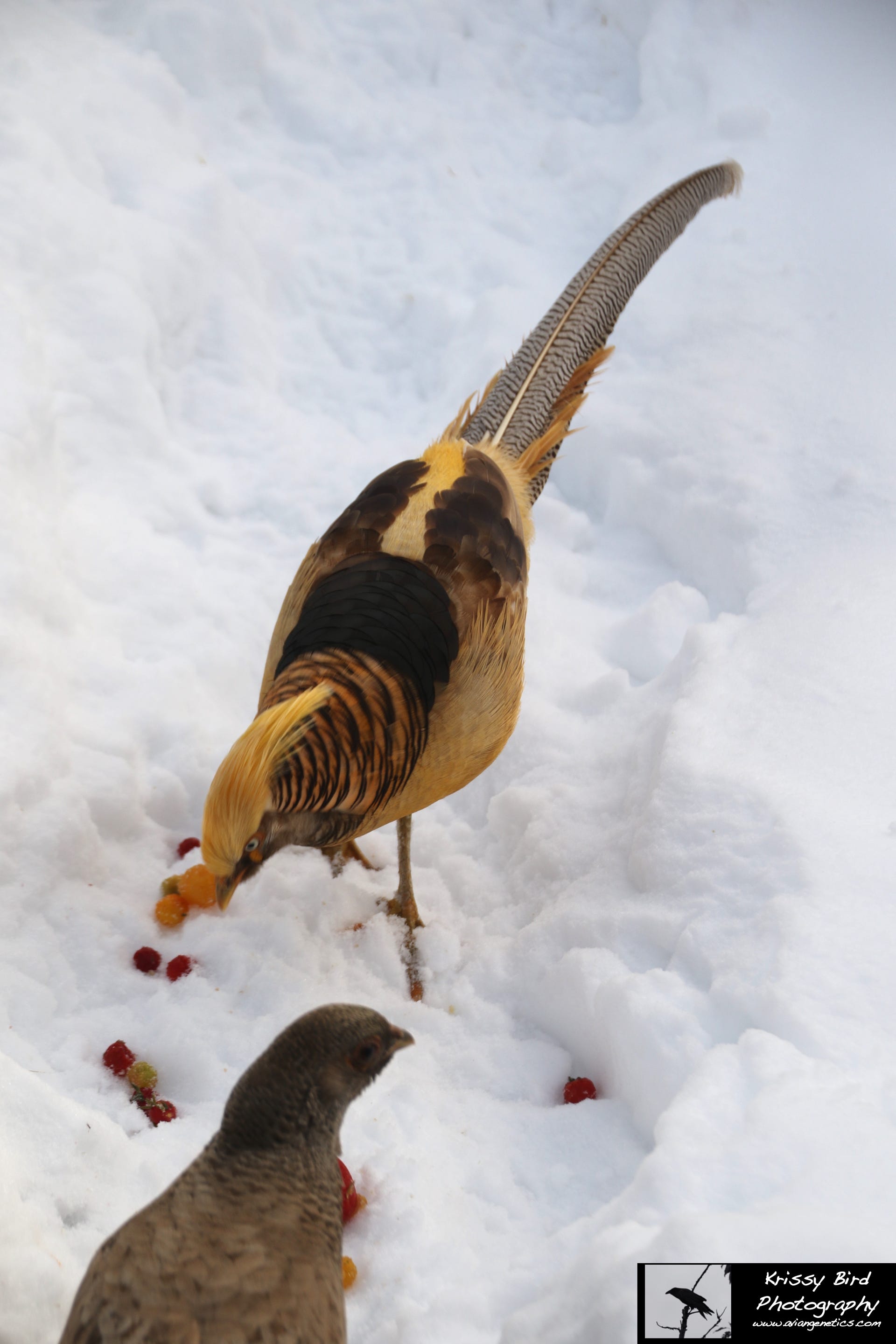 Pheasant Ridge - Yellow Flame Golden Pheasants