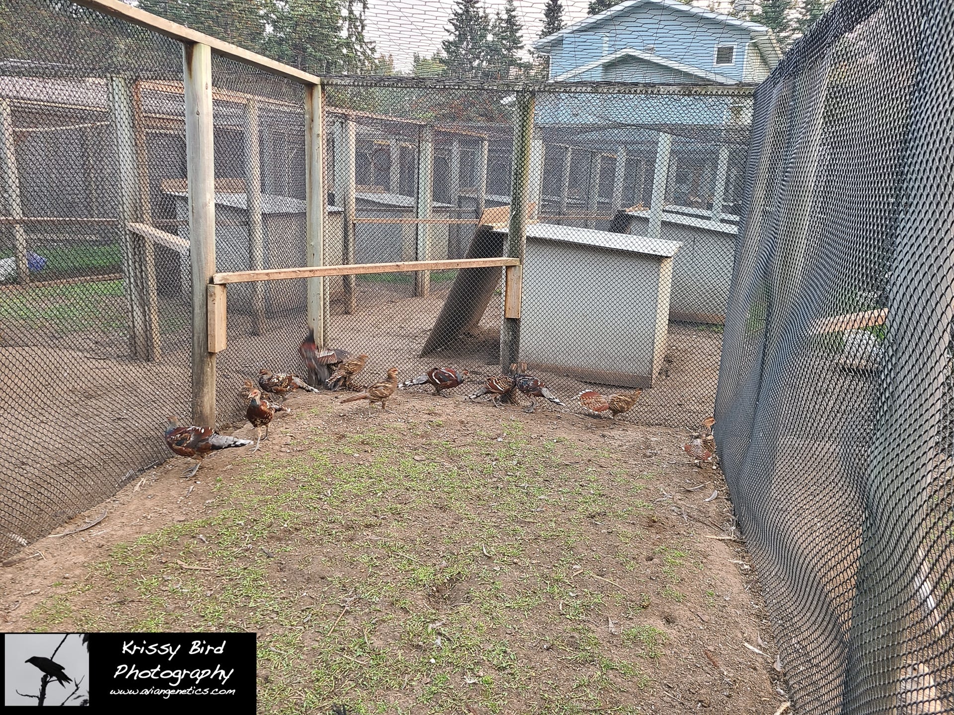 Pheasant Ridge - Humes Pheasant Chicks