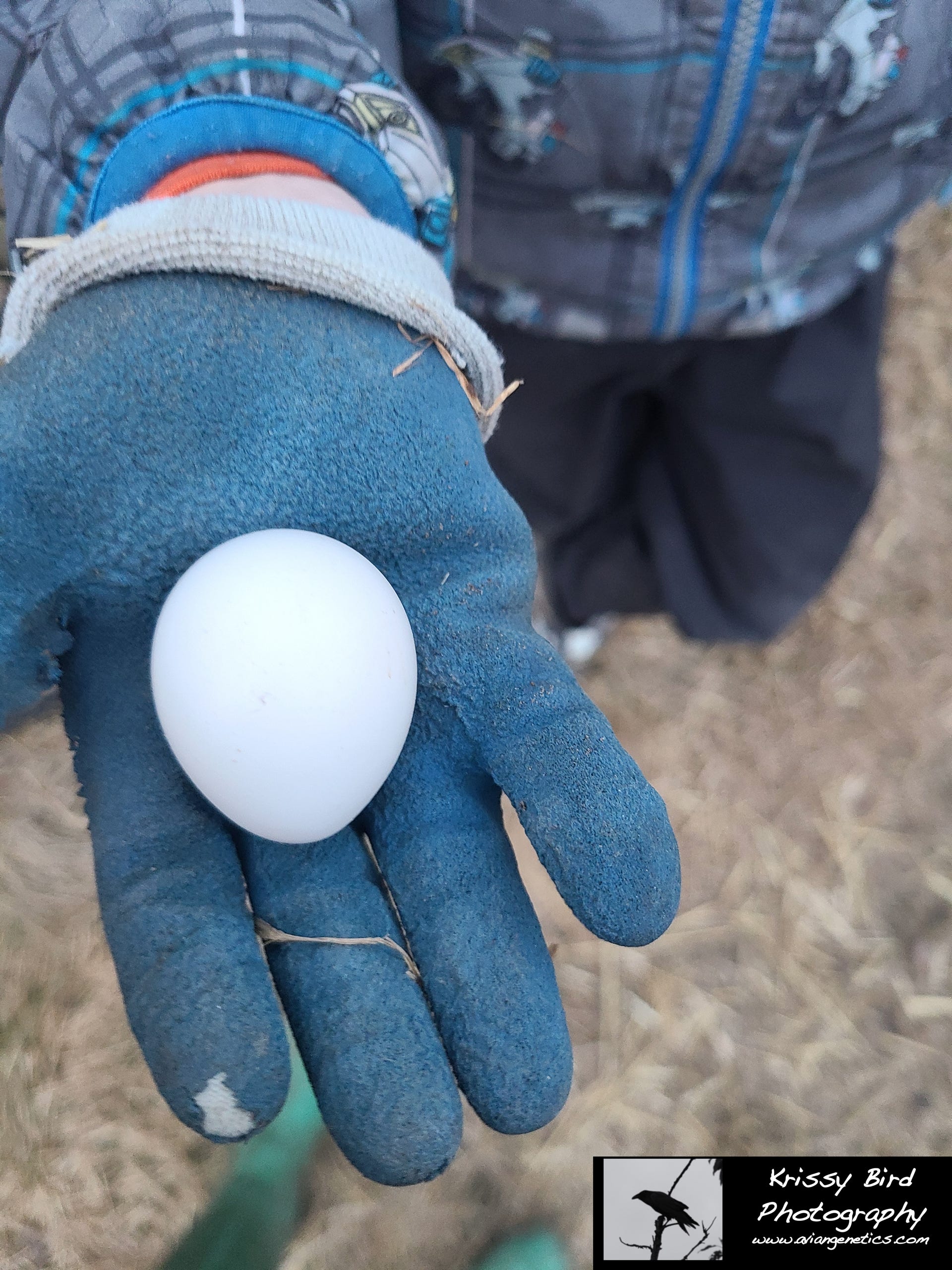 Pheasant Ridge - Yellow Golden Pheasant Egg