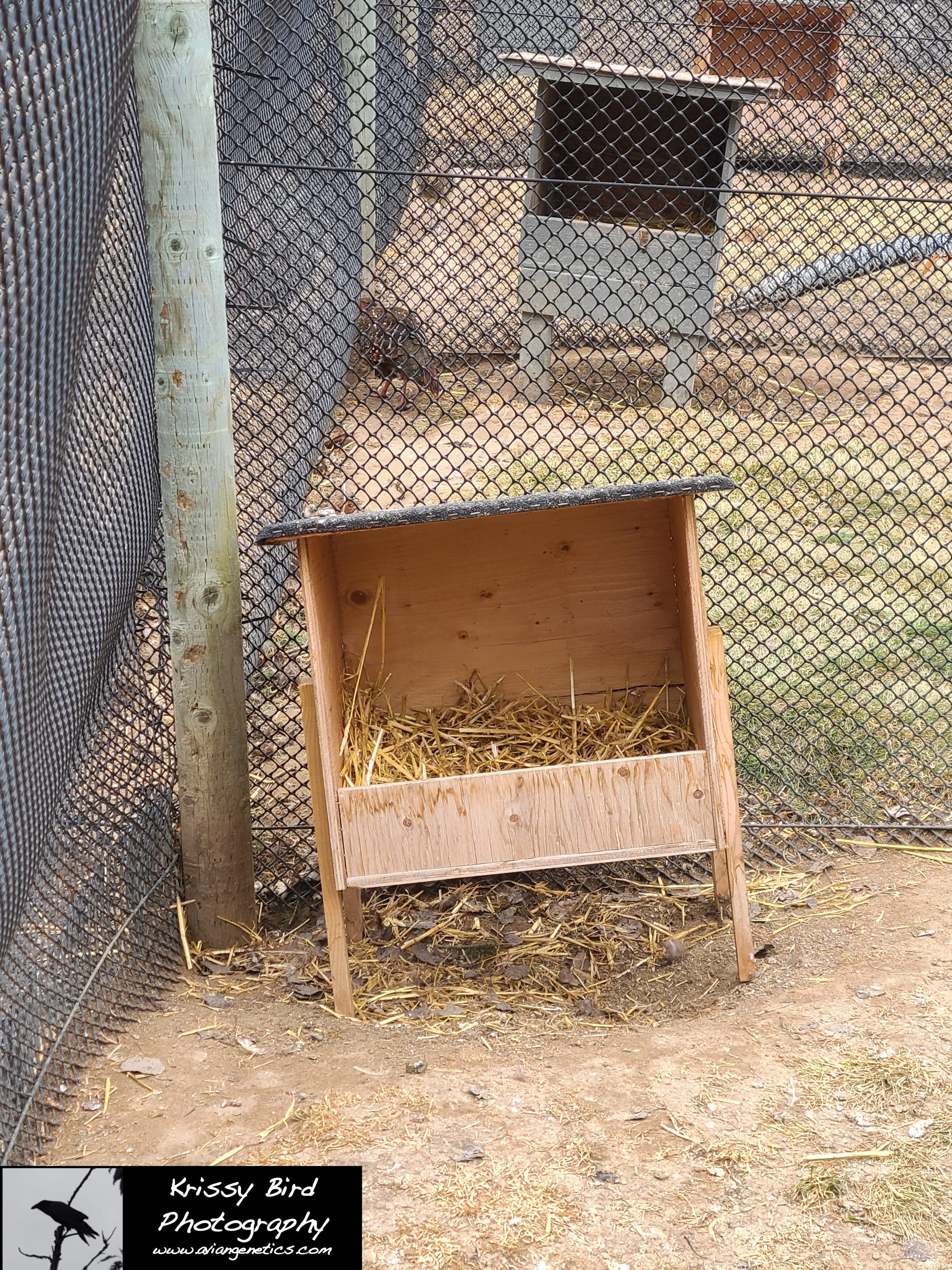 Pheasant Ridge standard nesting box
