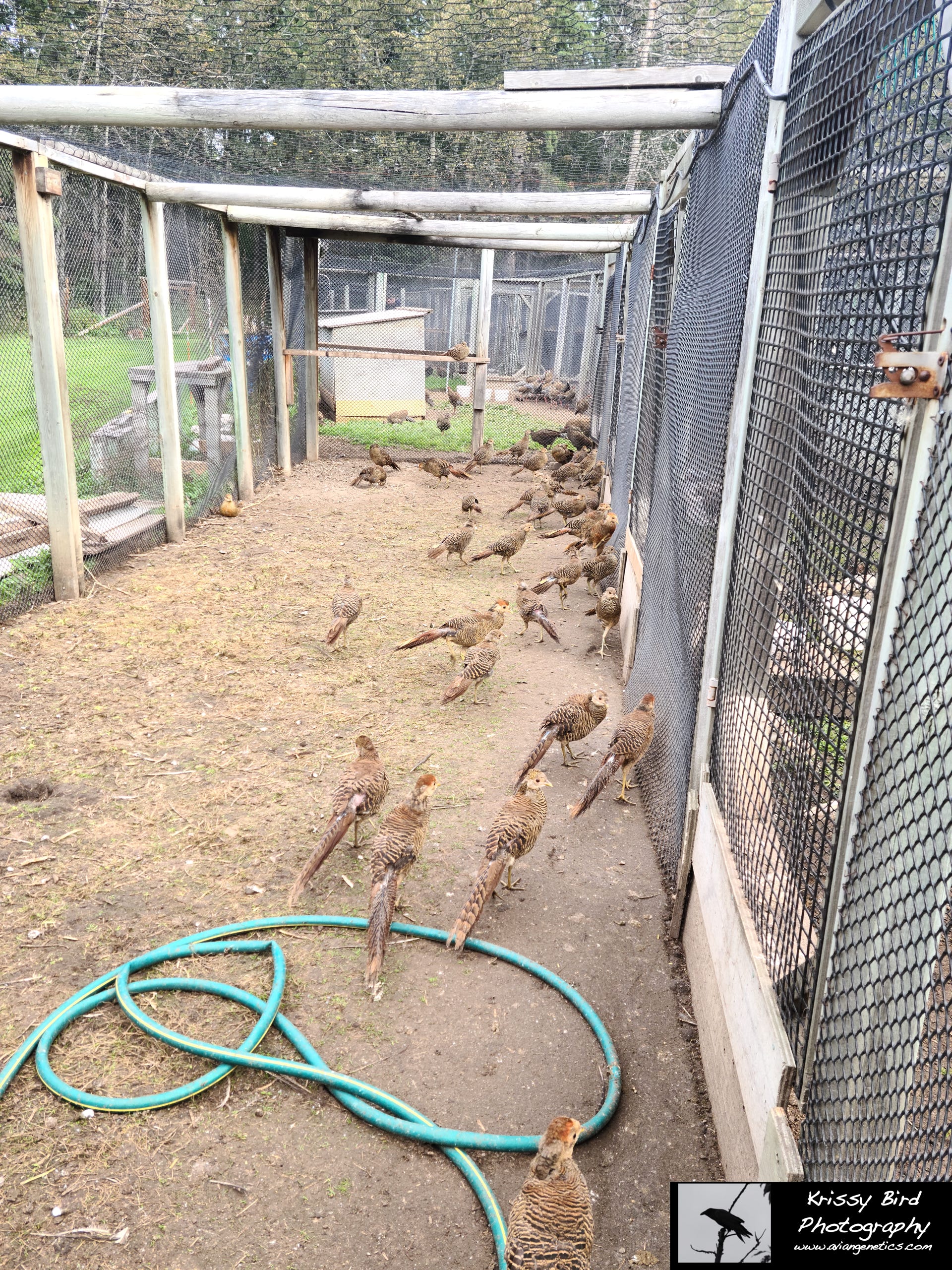 Pheasant Ridge - Red Golden Pheasant Chicks