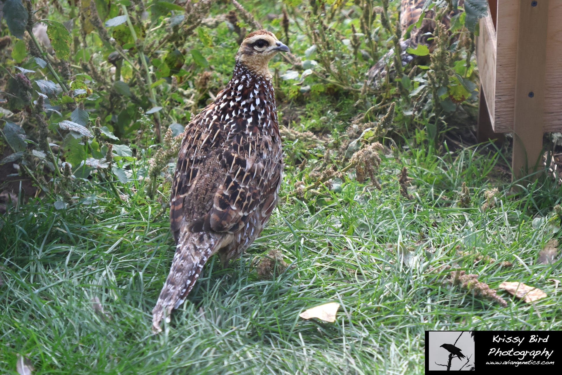 Pheasant Ridge - Reeves Pheasant Female