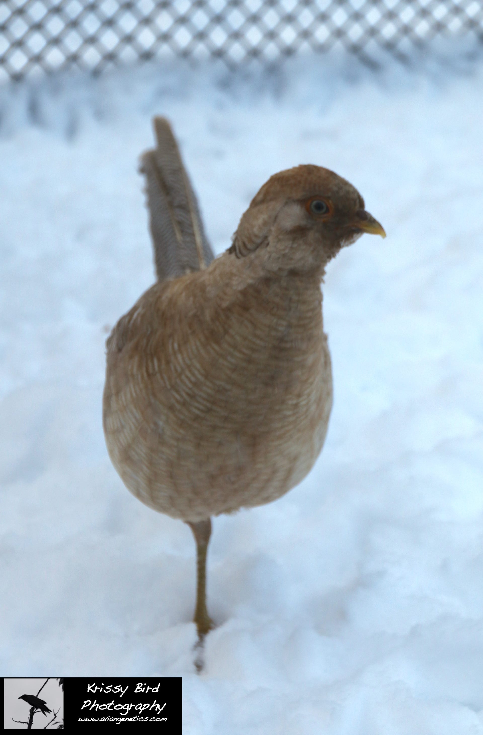Pheasant Ridge - Young Yellow Flame Golden Pheasant Male
