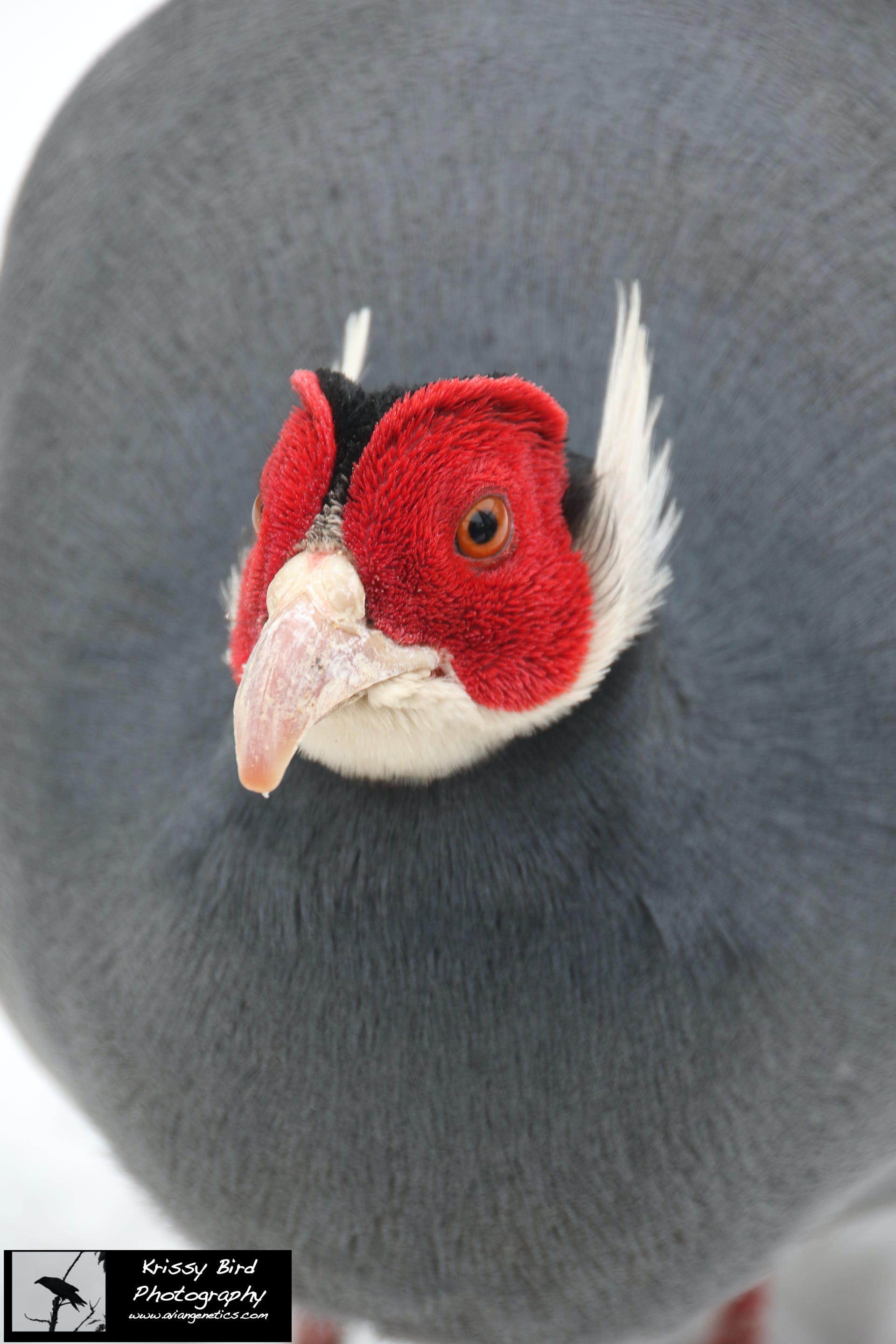 Pheasant Ridge - Blue Eared Pheasant Male