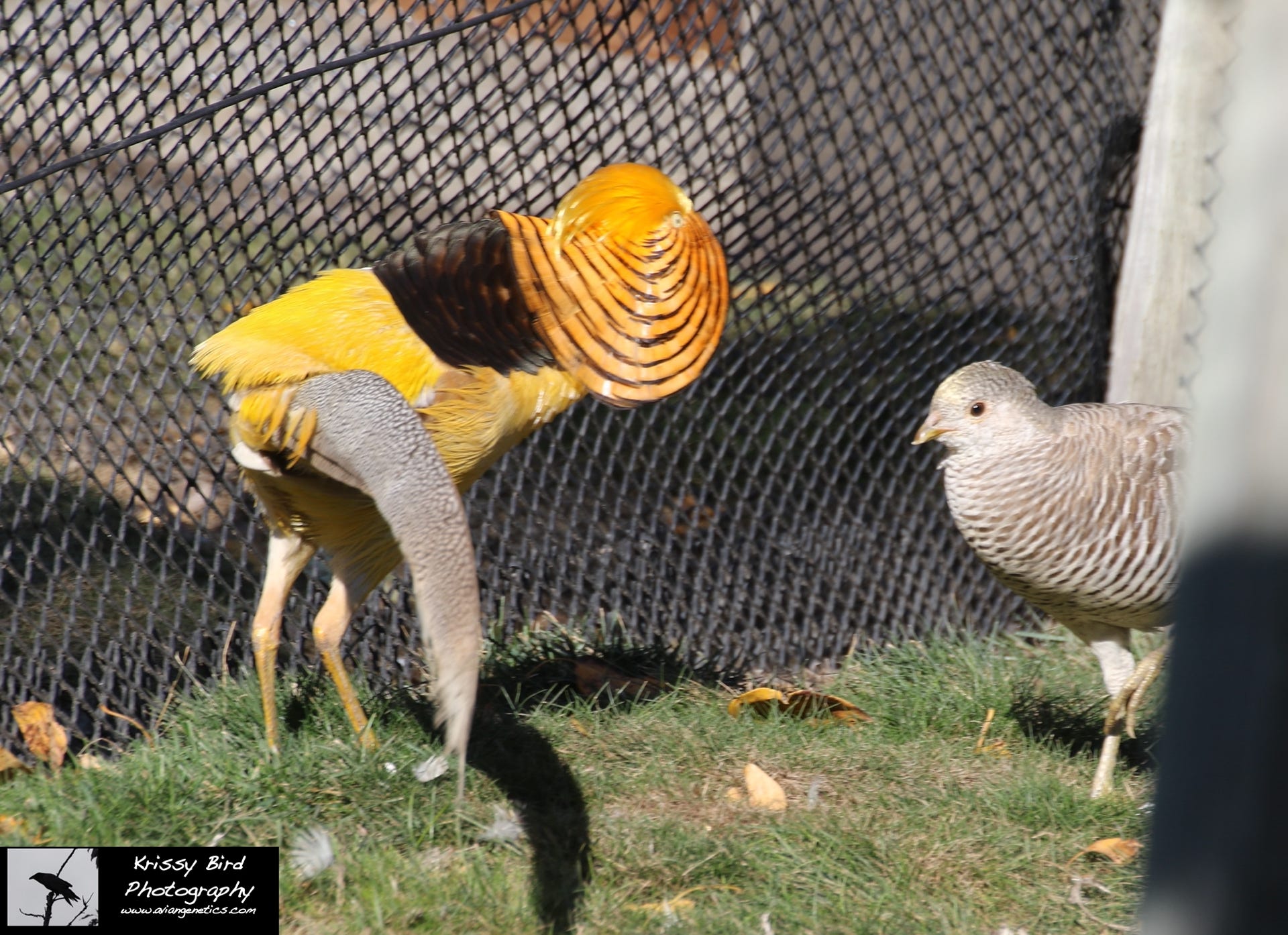 Pheasant Ridge - Yellow Golden Pheasant Pair