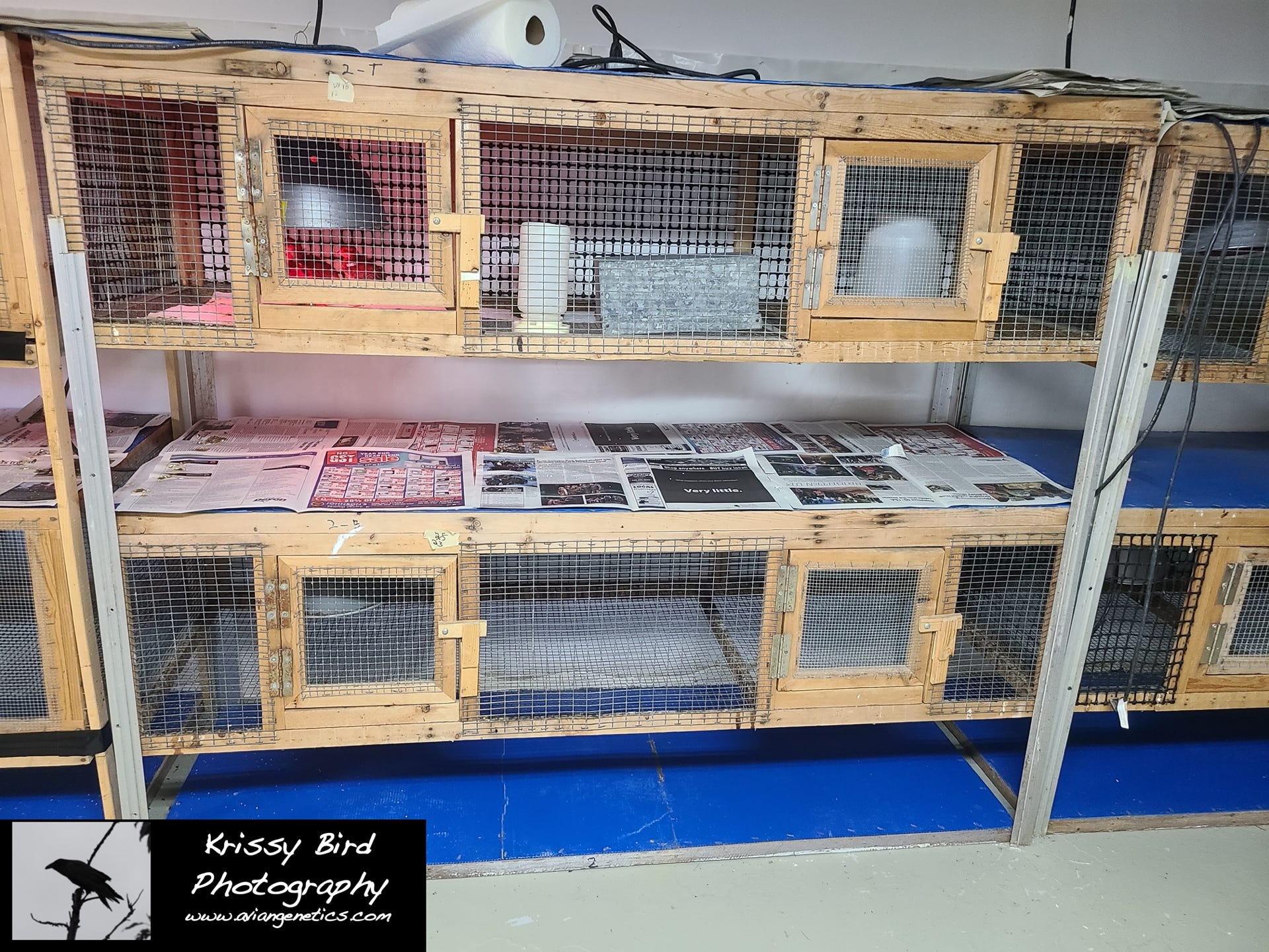 Pheasant Ridge Chick Pens