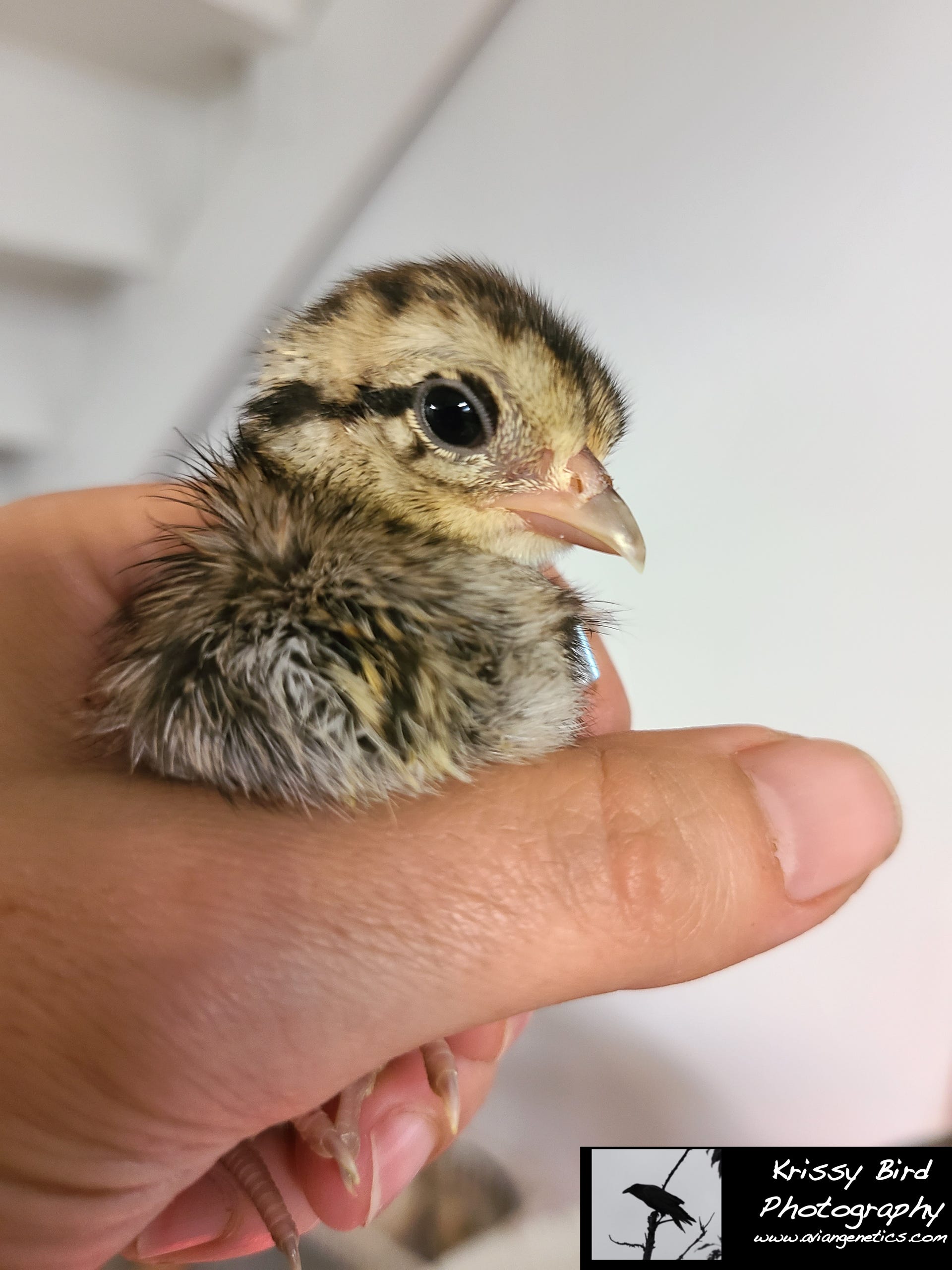 Pheasant Ridge - Cheer Pheasant Chick