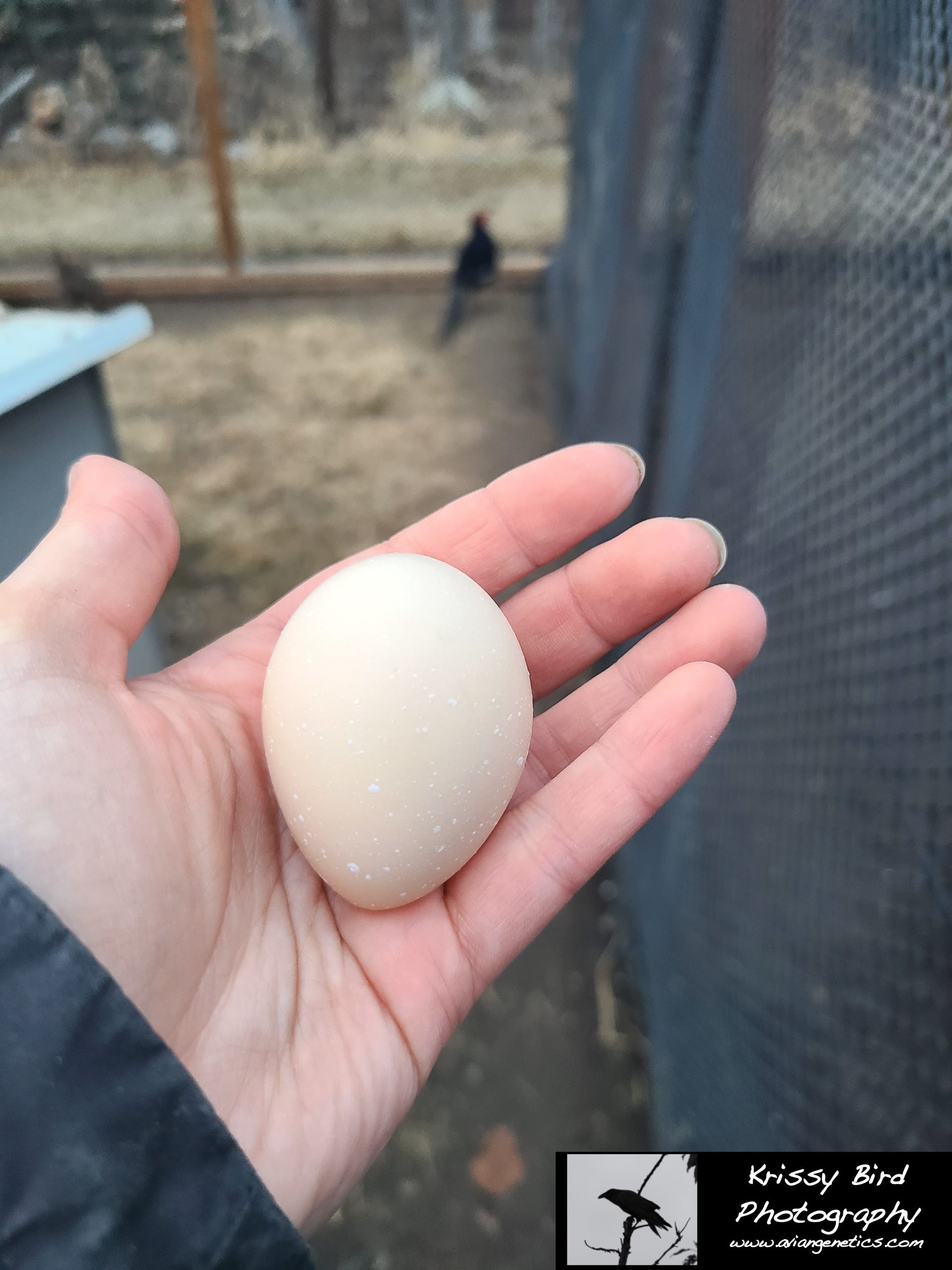 Pheasant Ridge - Mikado Pheasant Egg