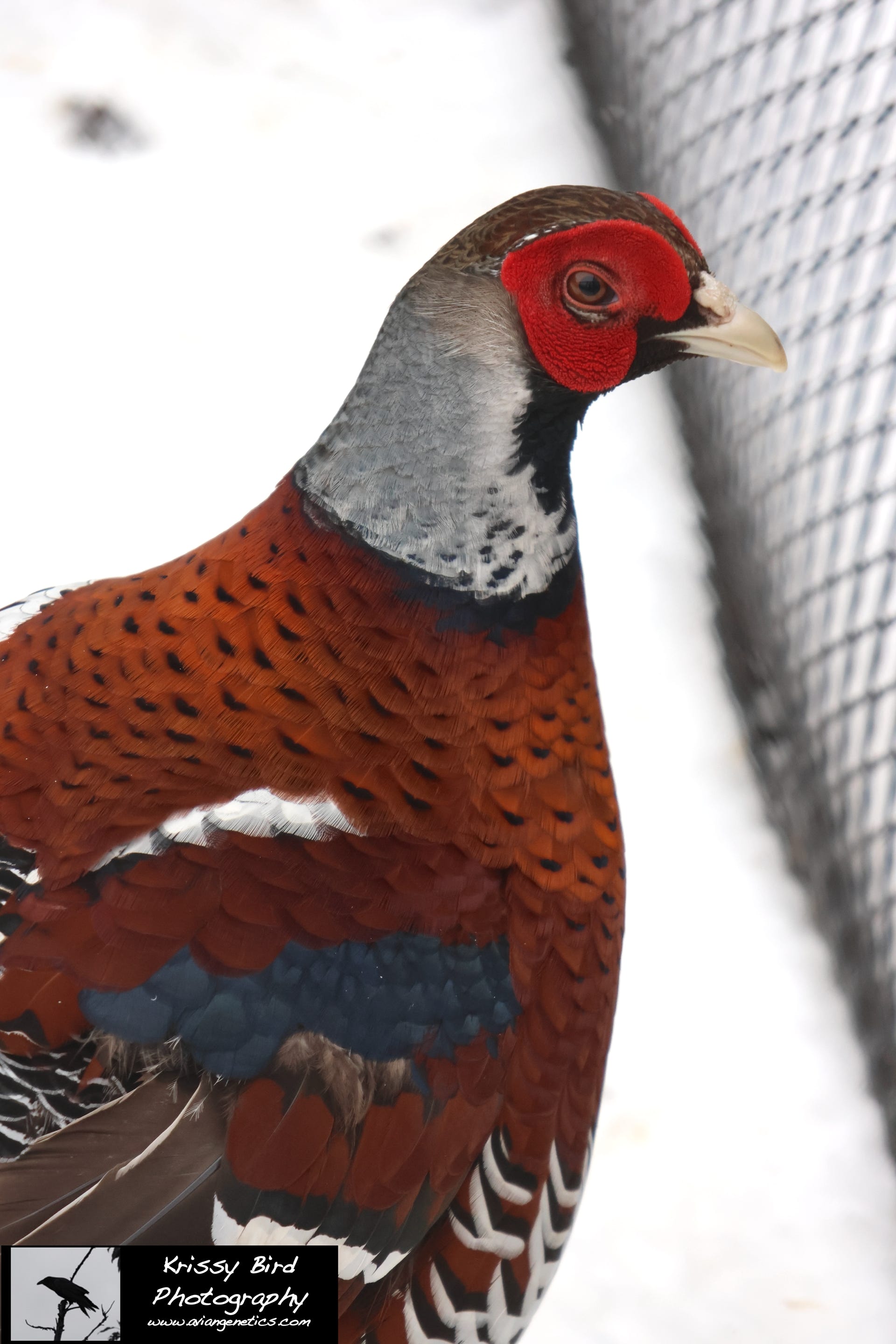 Pheasant Ridge - Elliot Pheasant Male