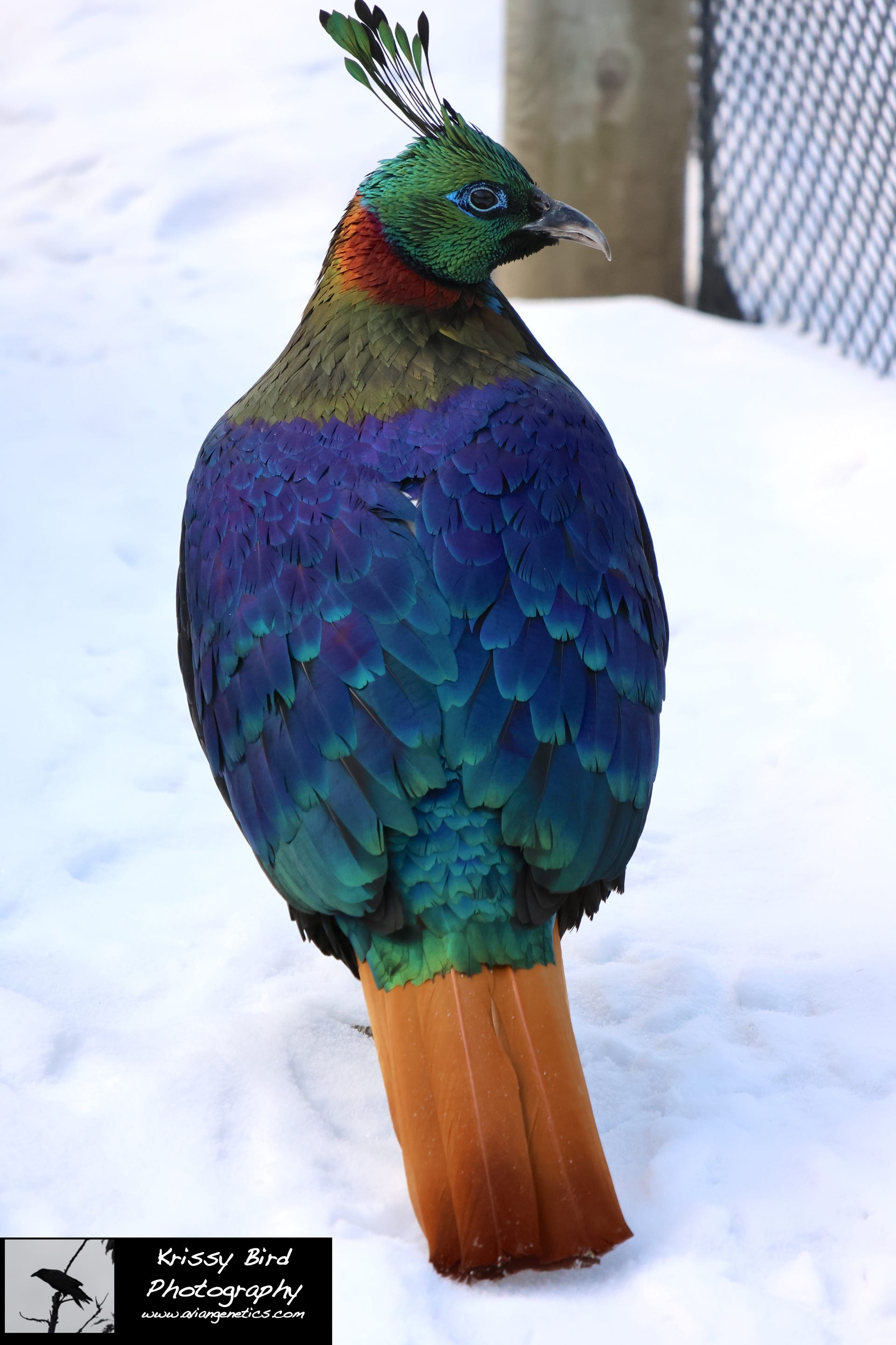 Pheasant Ridge - Impeyan Pheasant Male