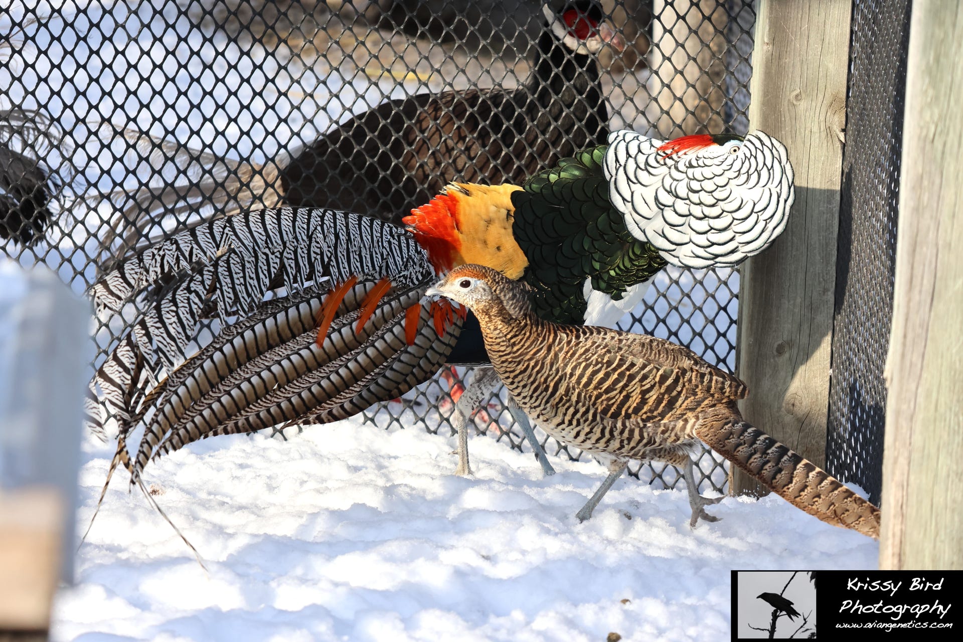 Pheasant Ridge - Amherst Pheasant Male Displaying